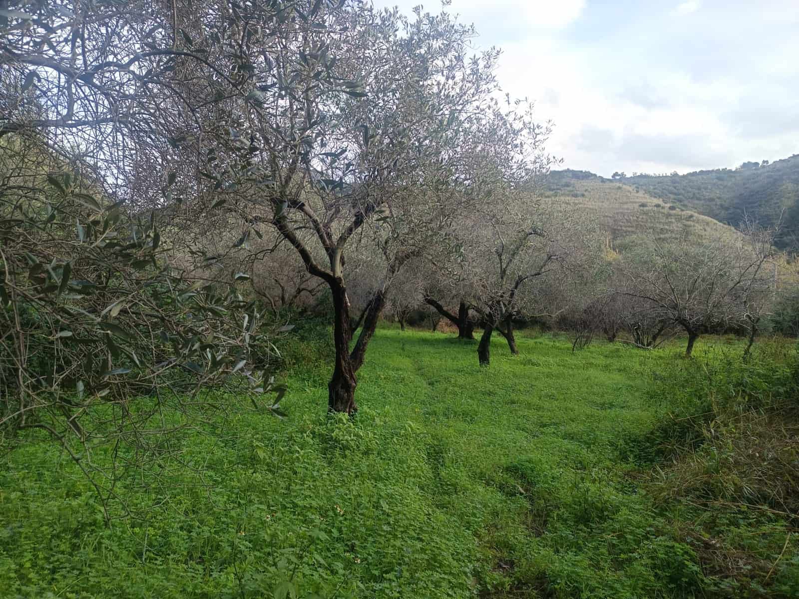 Olive trees in a lush green landscape with rolling hills in the background, ideal for rural property or agricultural land in Italy.