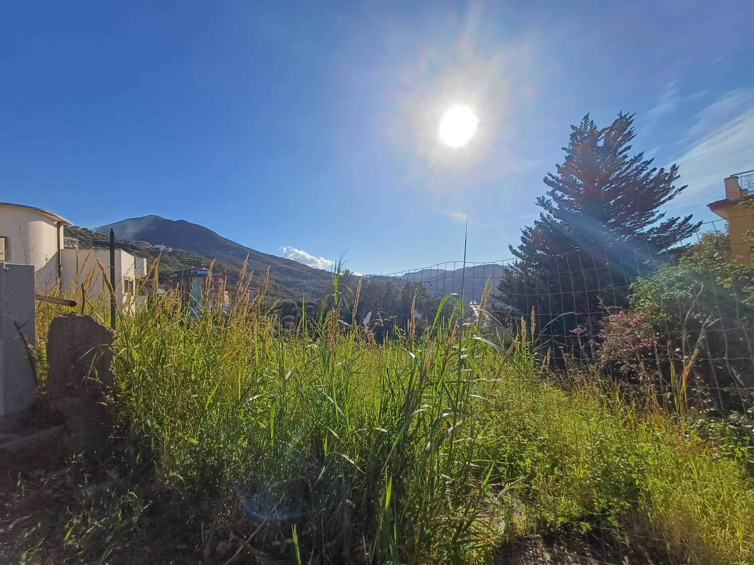 Primo piano di un giardino naturale con erba alta e piante verdi, sotto un cielo sereno con il sole splendente, in un ambiente tranquillo e rurale.