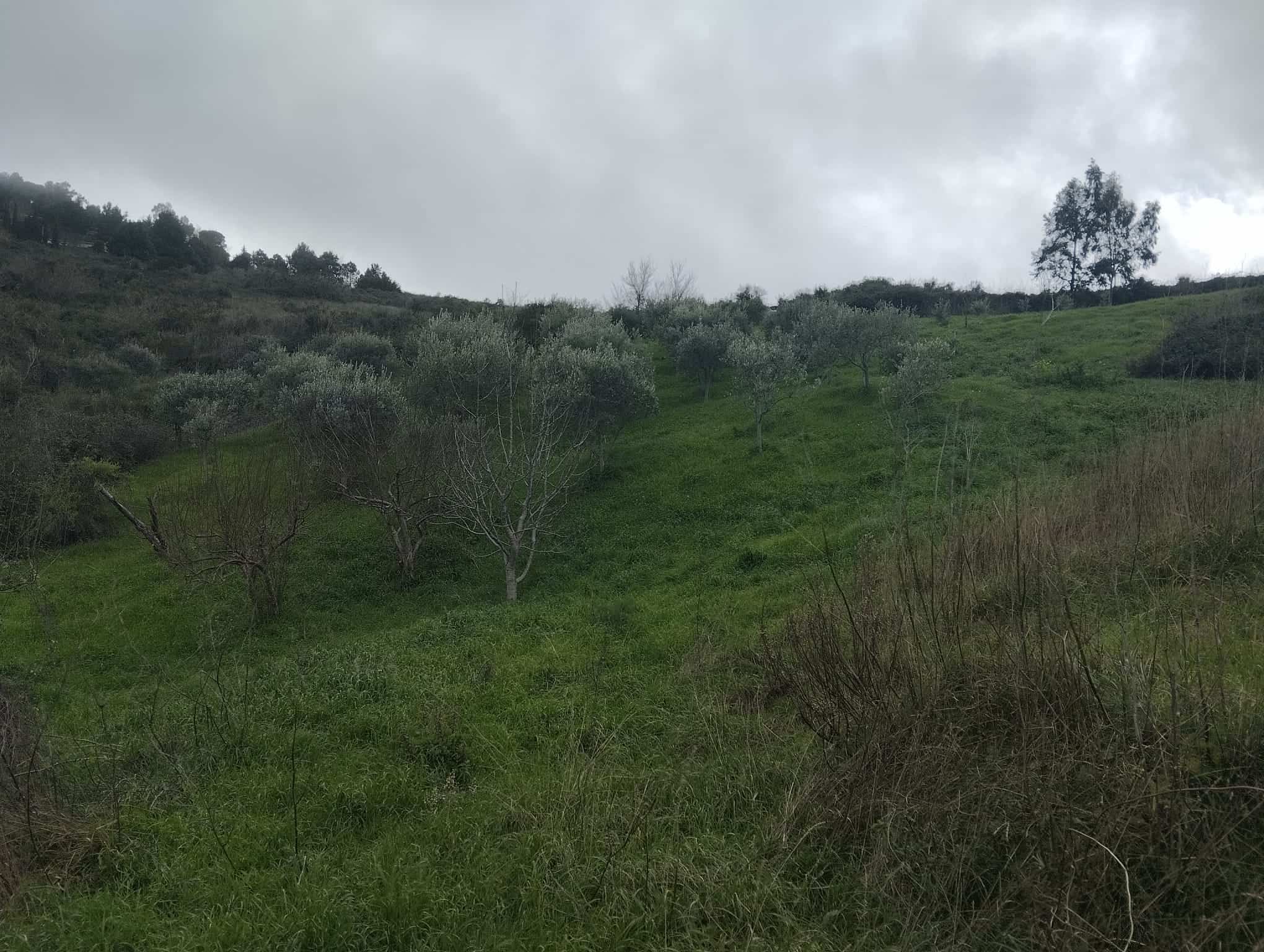 Prato verde e colline con alberi e vegetazione sotto un cielo nuvoloso, paesaggio naturale e rurale in Italia.