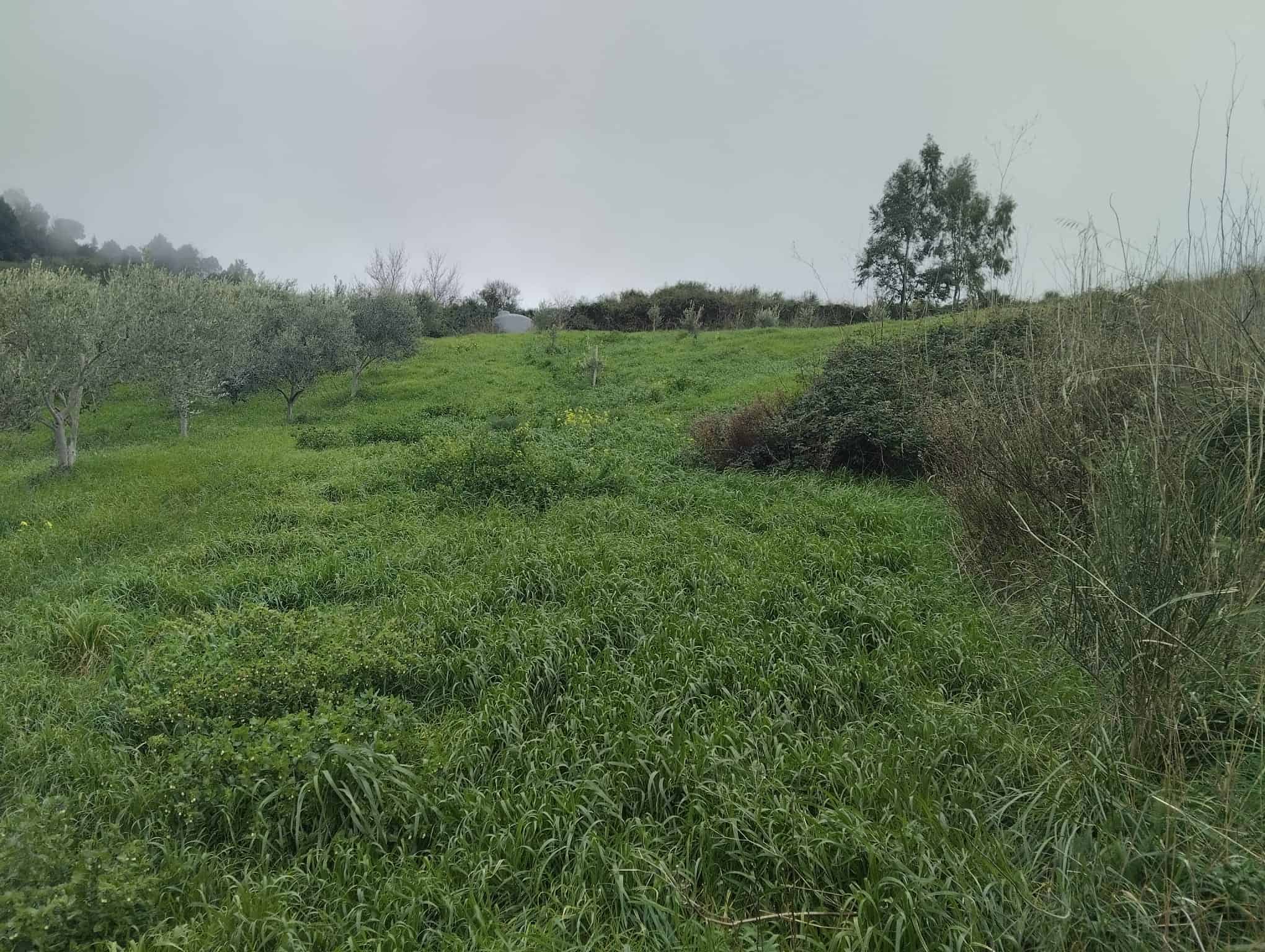 Terreno agricolo verde con piante e alberi, ideale per coltivazioni o sviluppo di progetti rurali, immerso in un paesaggio naturale e tranquillo, perfetto per investimenti immobiliari in campagna.