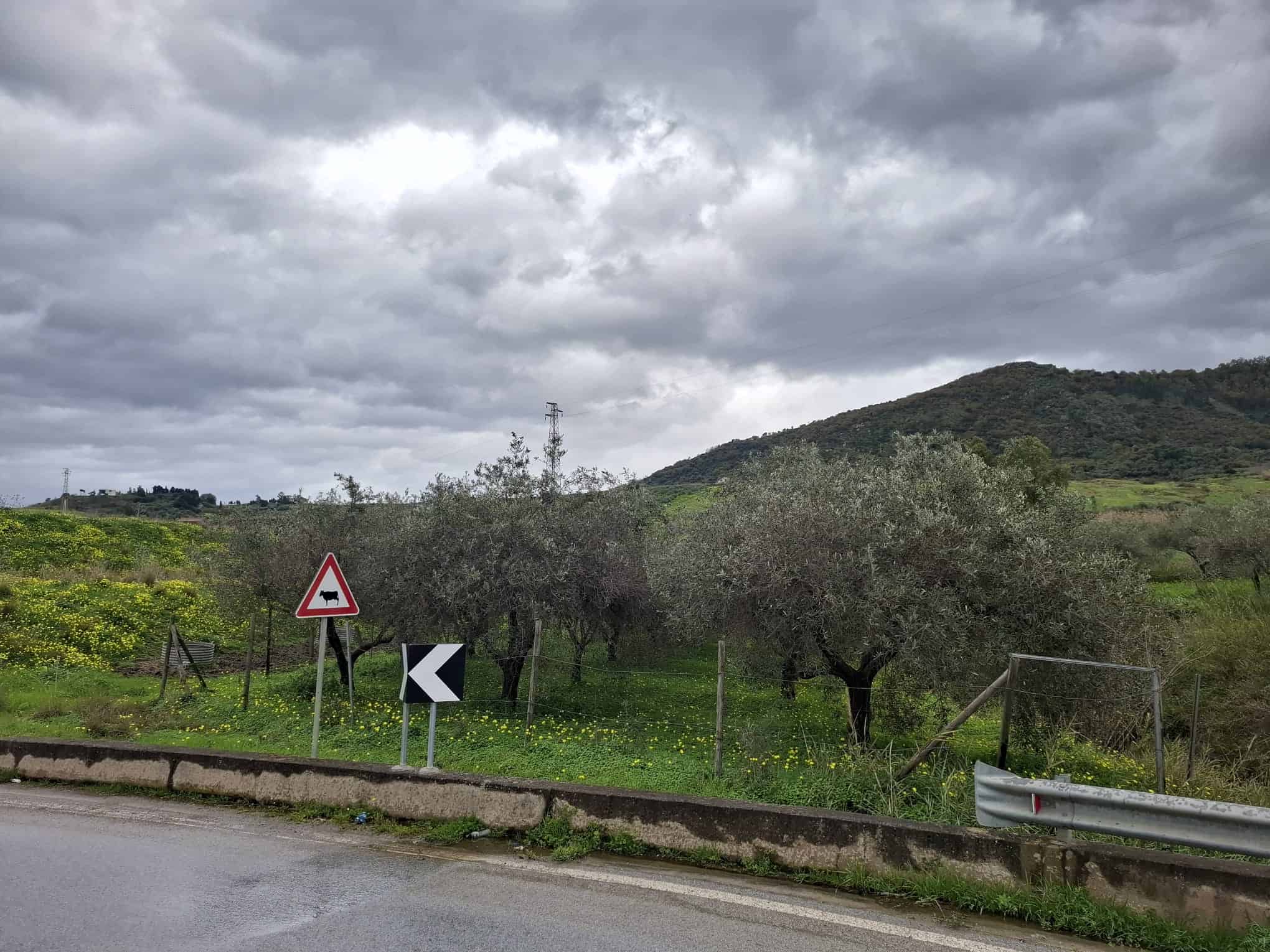 Piantagione di ulivi e paesaggio collinare sotto un cielo nuvoloso, strada di campagna con segnali stradali e barriere di sicurezza, atmosfera rurale e naturale in Italia.