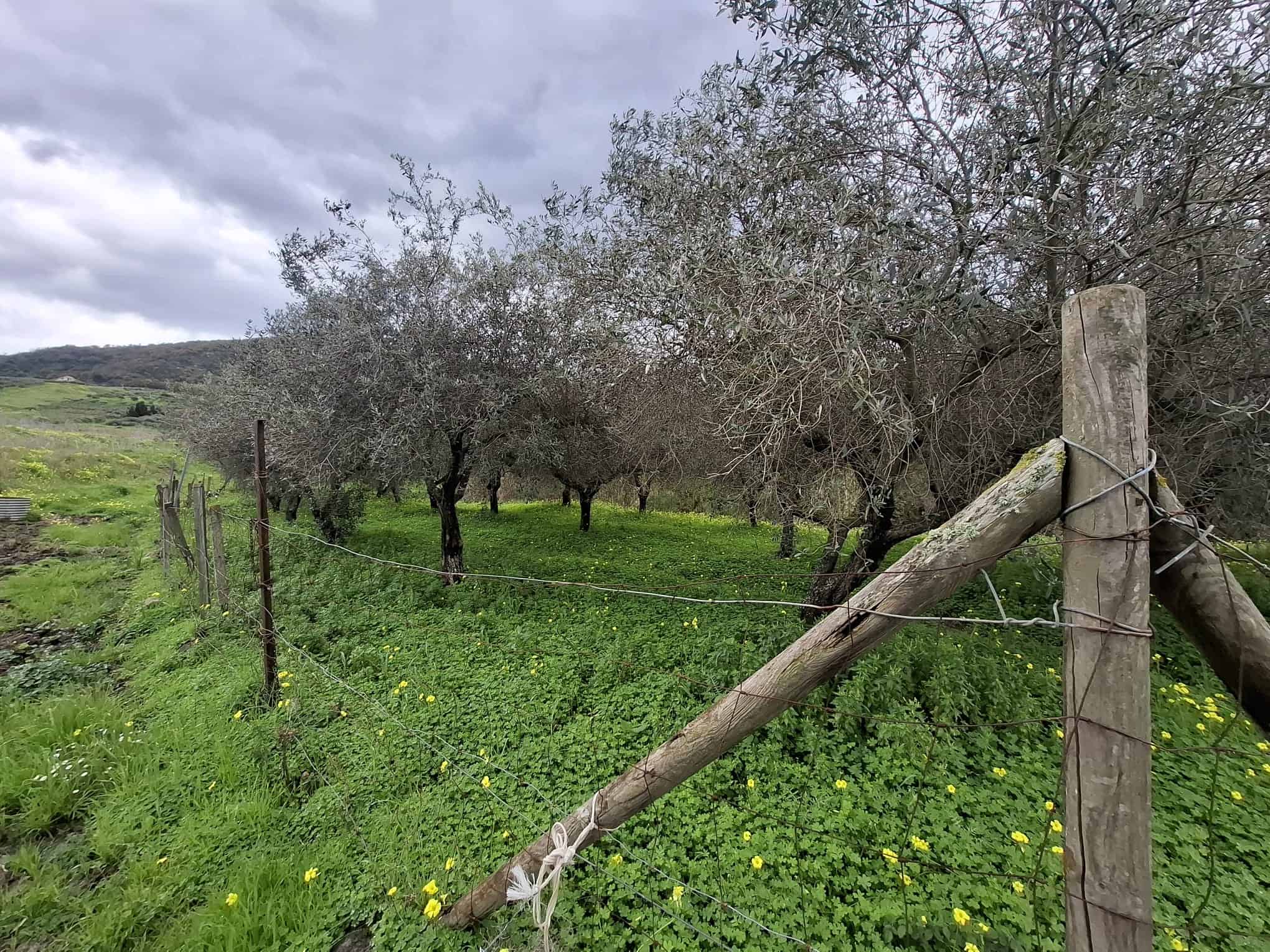 Piantagione di ulivi con alberi secolari e recinzione in legno e filo spinato in un paesaggio rurale italiano.