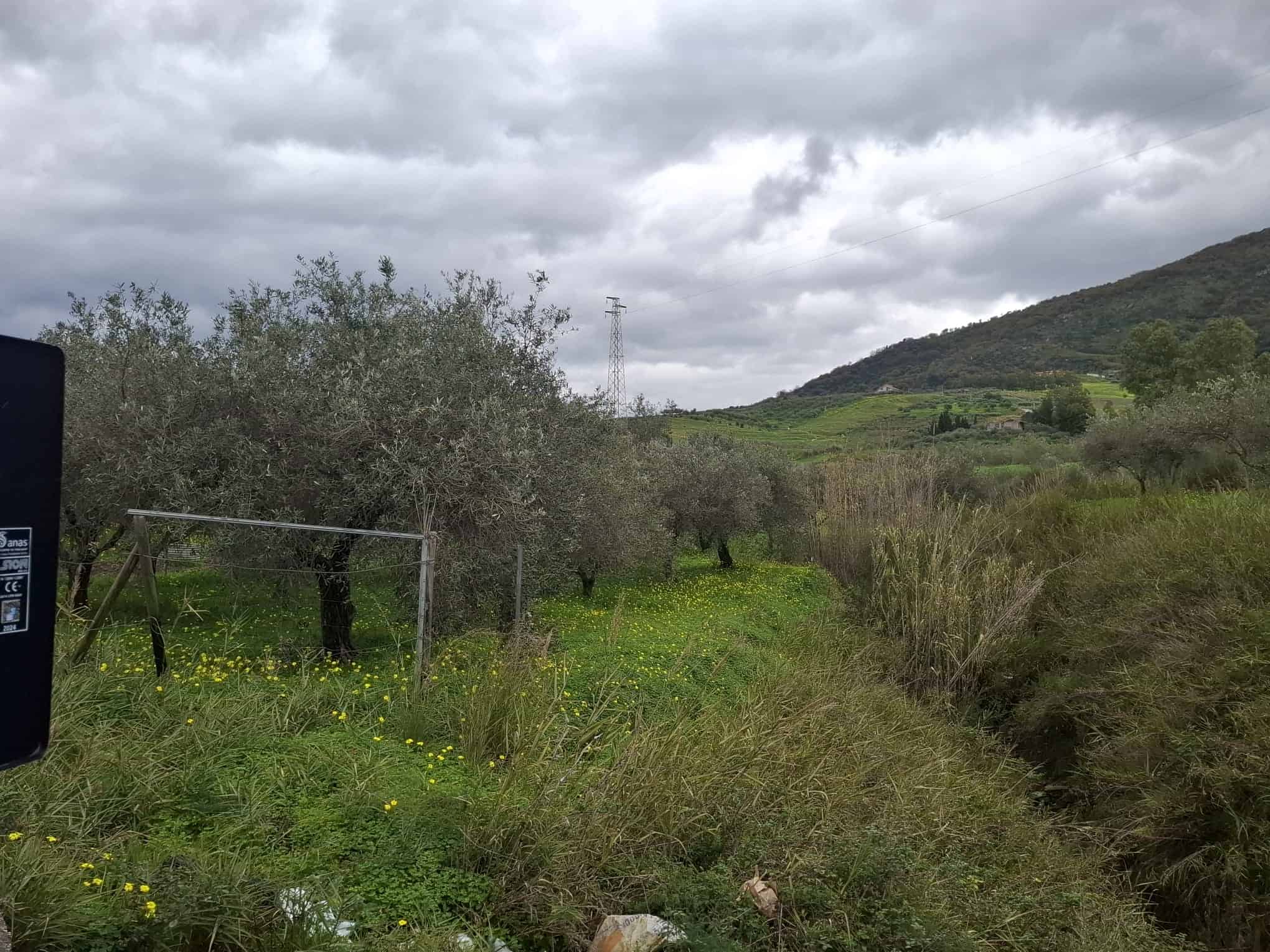 Paesaggio rurale con alberi di ulivo, prato verde e colline in lontananza sotto un cielo nuvoloso, ideale per agricoltura o turismo naturale in Italia.