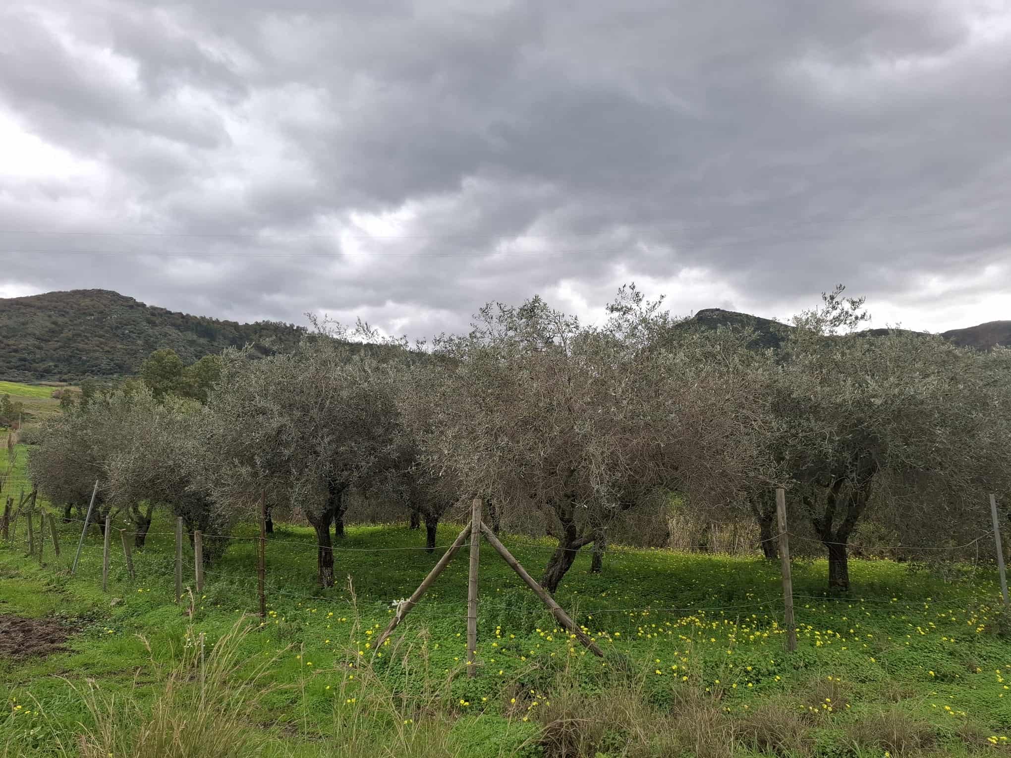 Olive trees in a rural landscape with cloudy sky, surrounded by green grass and yellow wildflowers, in a scenic countryside setting.