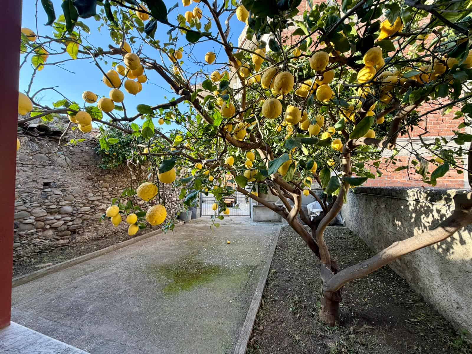 Piante di limoni mature in un giardino soleggiato con muro in pietra e pavimentazione in cemento, ideale per un angolo verde e rilassante in casa o appartamento.