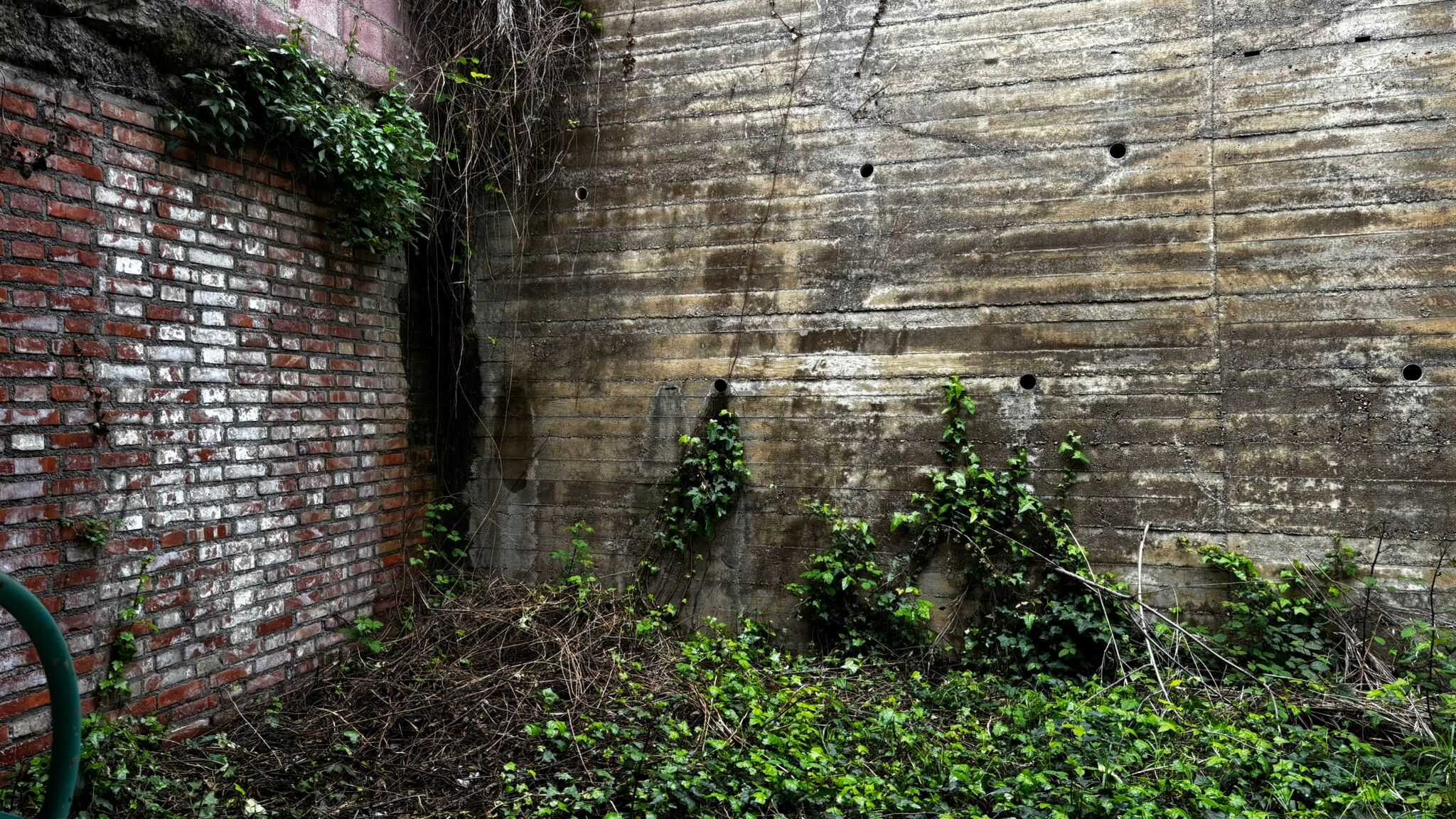 Vicolo urbano abbandonato con muri di mattoni e cemento ricoperti di piante rampicanti e vegetazione selvaggia, ideale per progetti di ristrutturazione o valorizzazione immobiliare.