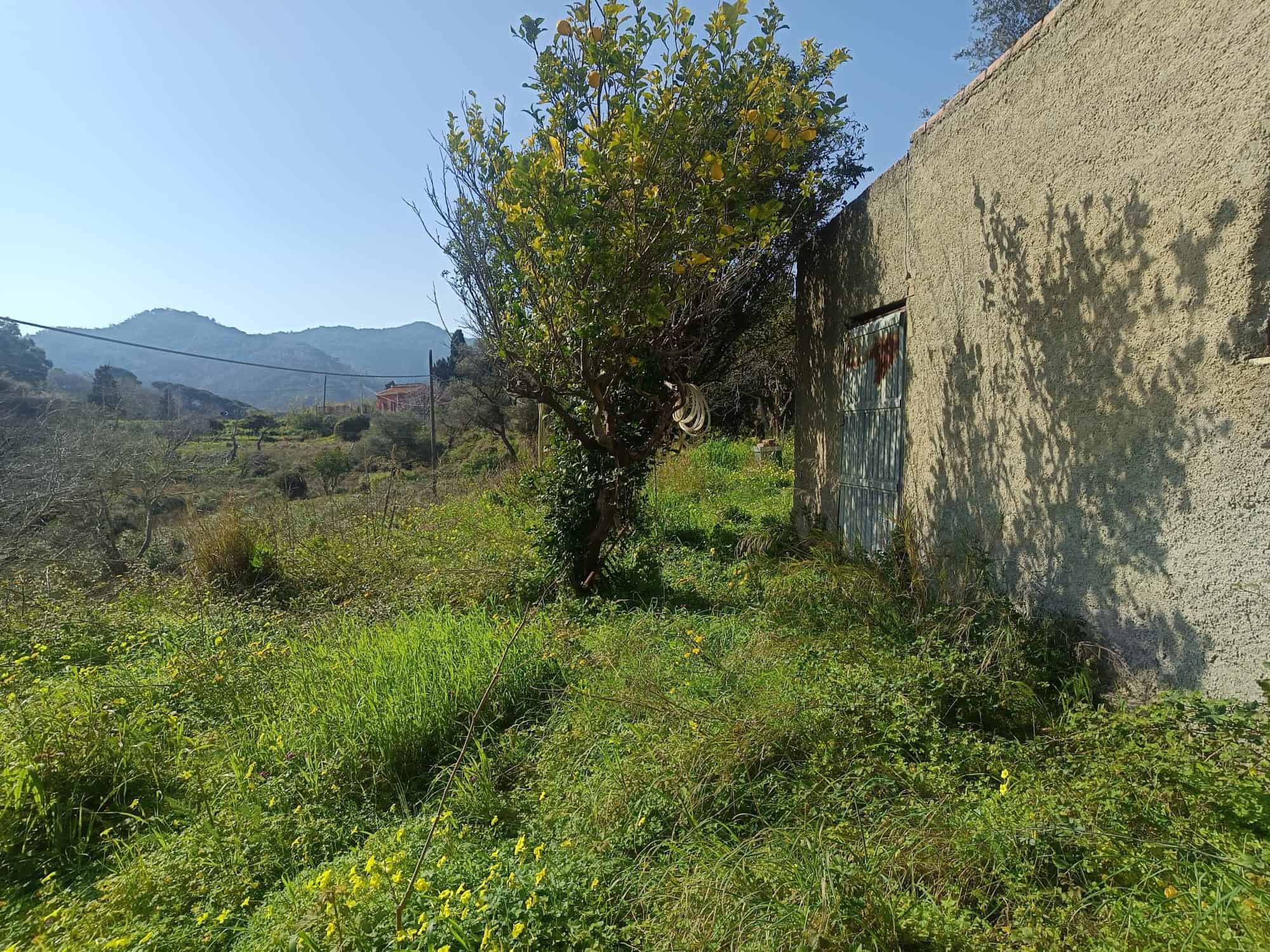 Paesaggio rurale con albero e muro in campagna, natura e tranquillità, immobile da ristrutturare, NextCasa, investimento immobiliare in Italia.