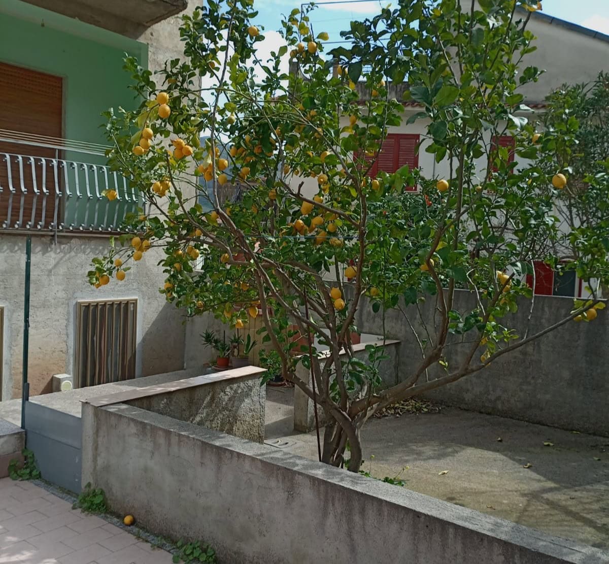 Albero di limoni in giardino con frutti maturi, vicino a una casa con balcone verde e pareti in pietra.