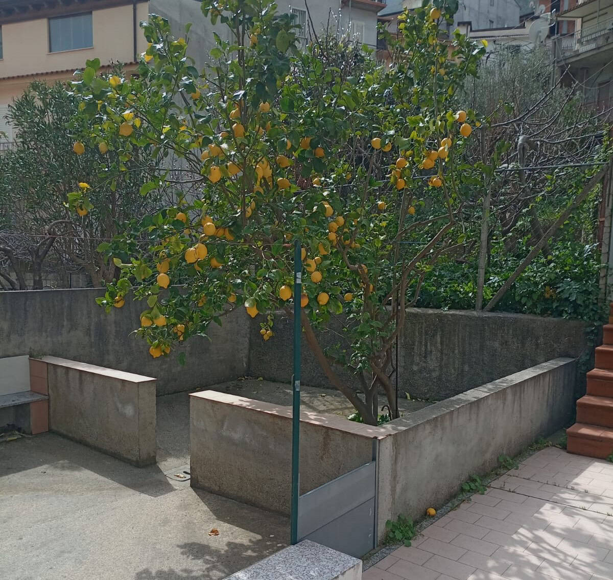 Albero di limoni in un giardino urbano con vaso di grandi dimensioni e frutti maturi, ambiente residenziale con case sullo sfondo, illuminato dalla luce naturale.