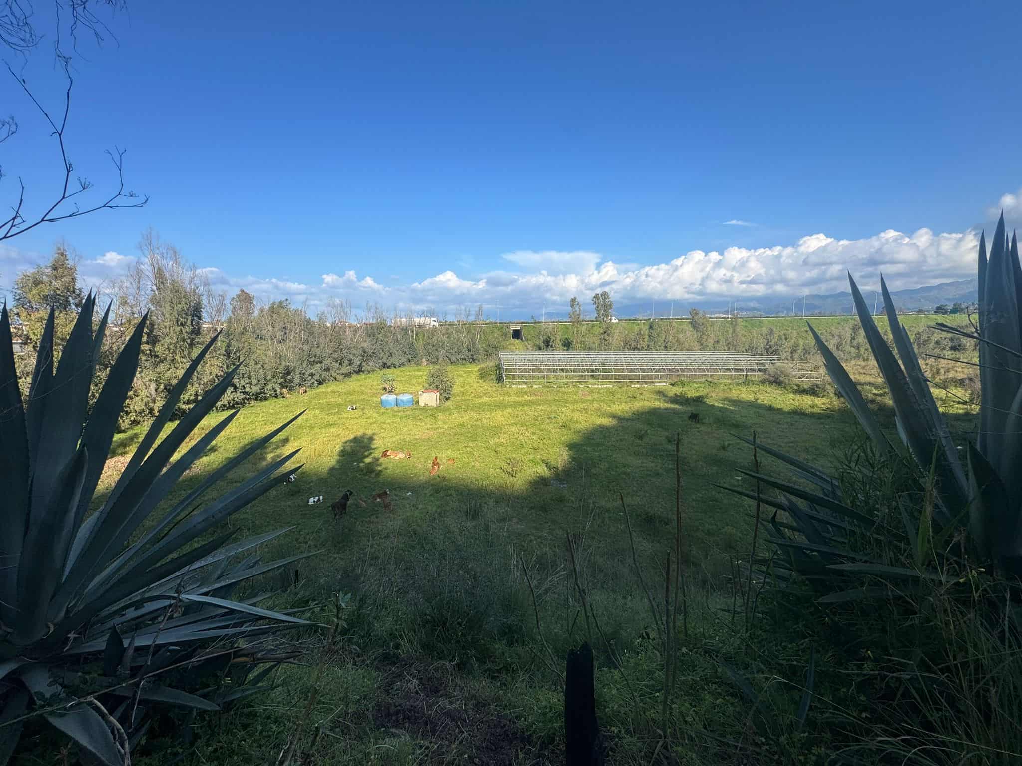 Terra agricola verde con piante e cielo azzurro, vista panoramica di un campo coltivato e natura incontaminata, ideale per investimenti immobiliari e sviluppo rurale in Italia.