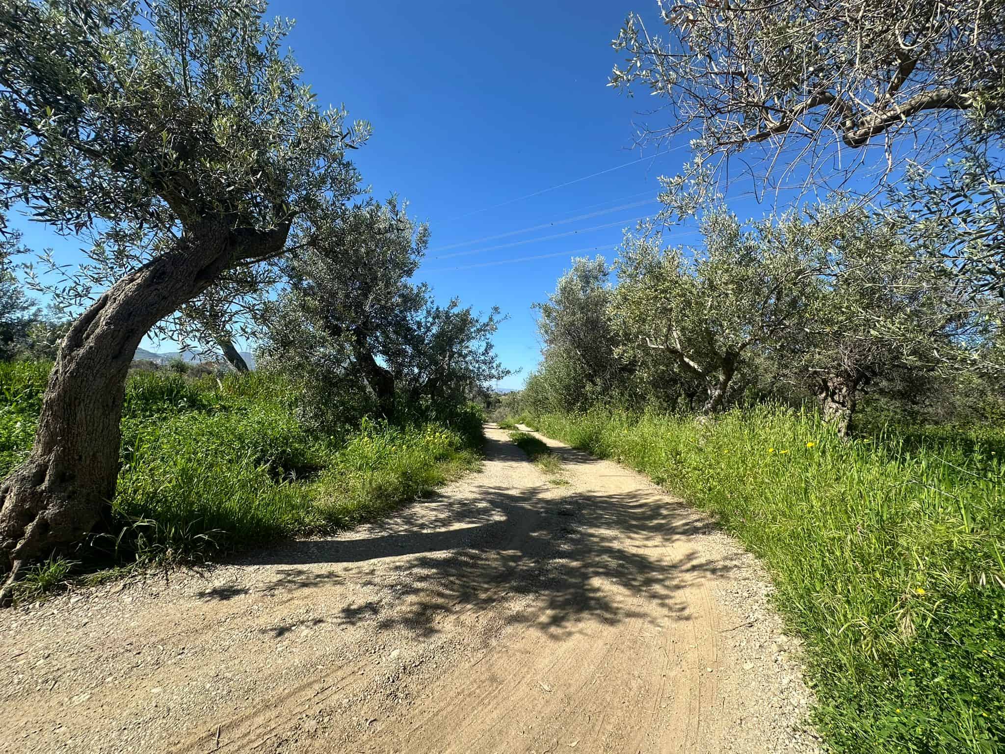 Uliveto in vendita in Via Carmelo Pagano, Mandravecchia San Filippo del Mela, ME