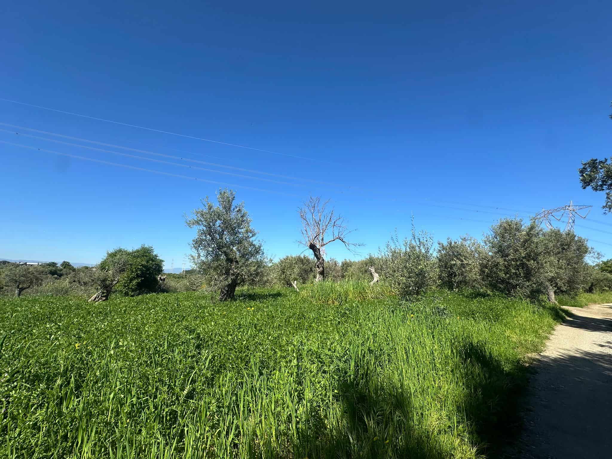 Prato verde e alberi in campagna sotto un cielo azzurro, strada sterrata a destra, paesaggio rurale tranquillo e naturale.