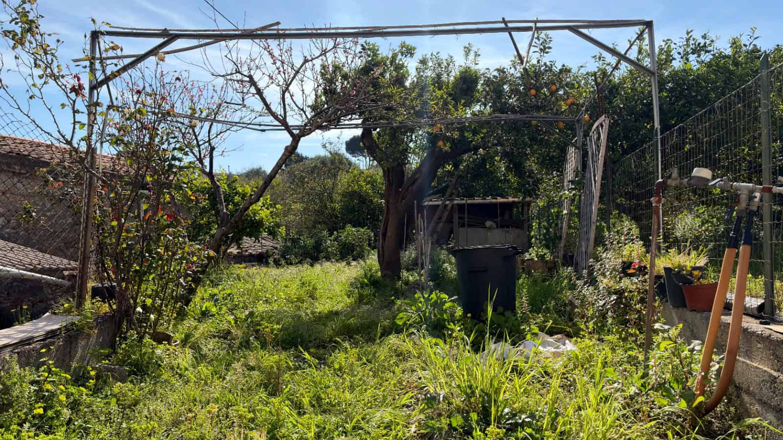 Piantagione di ortaggi e piante verdi in un giardino soleggiato con alberi e recinzione, ideale per coltivare prodotti biologici e creare uno spazio verde rilassante.