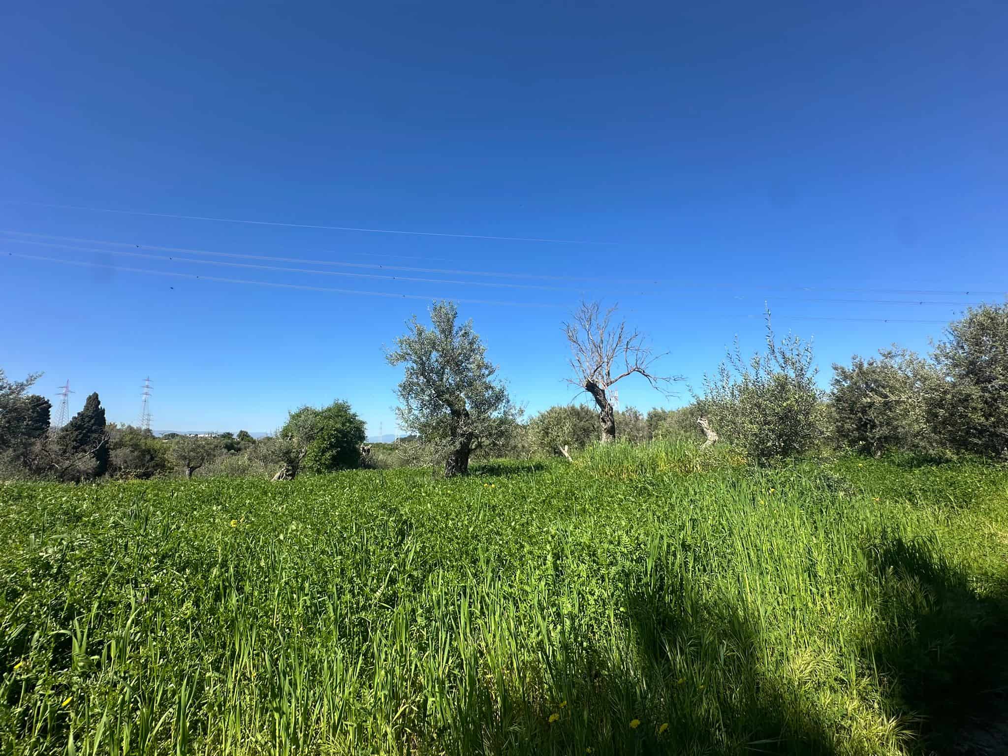 Prato verde e alberi sotto un cielo azzurro con poche nuvole, paesaggio rurale naturale e tranquillo.