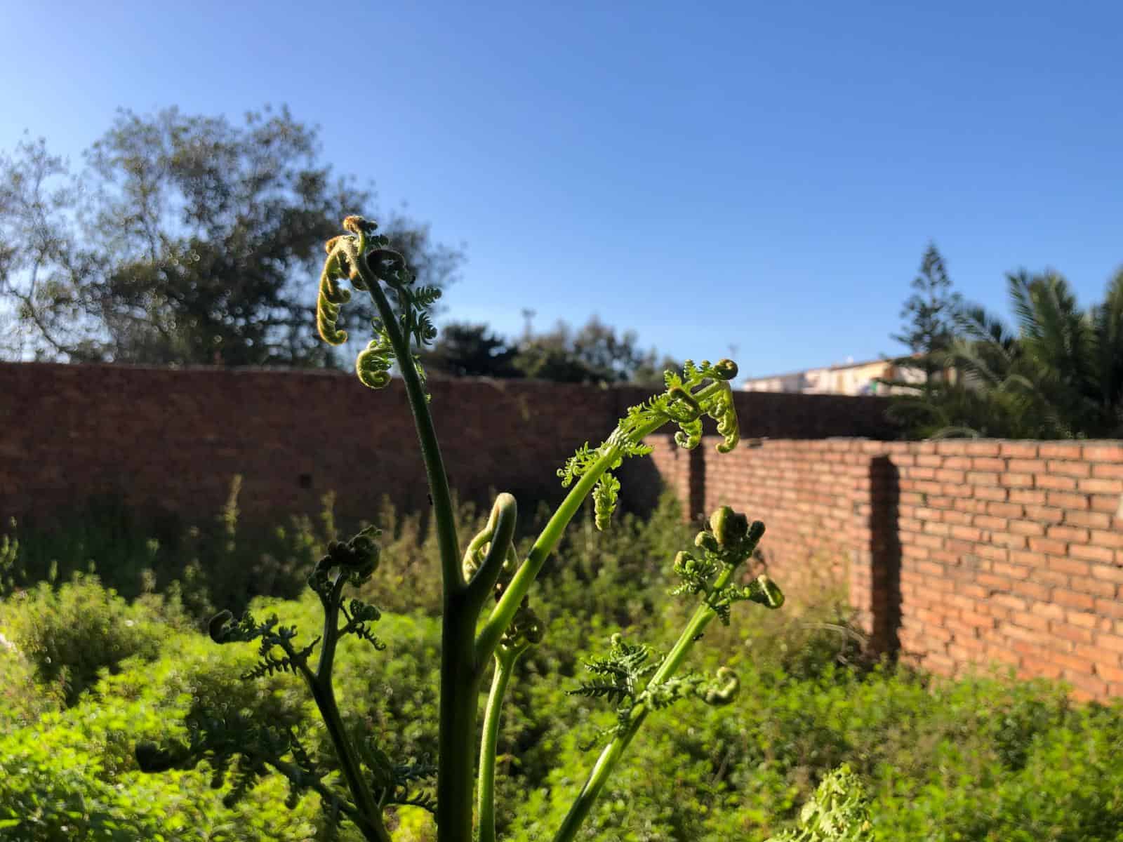 Piante di felce in giardino con sfondo di muro di mattoni e cielo azzurro, ambiente naturale e tranquillo.
