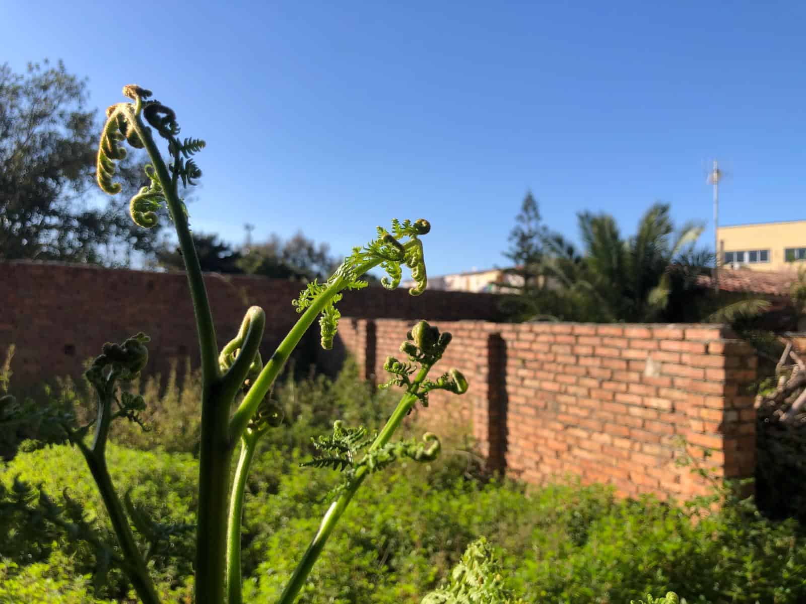 Le piante di felce in primo piano con sfondo di muro di mattoni e cielo azzurro, in un giardino soleggiato.