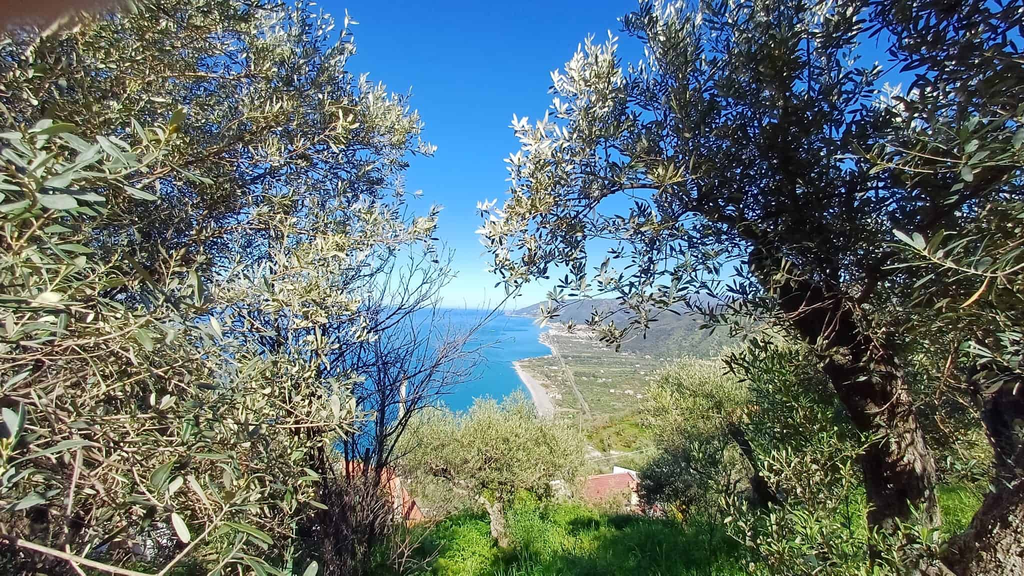Vista panoramica sul mare e sulla costa, circondata da alberi di ulivo e vegetazione mediterranea, con un cielo sereno e luminoso, ideale per immobili di lusso e proprietà esclusive in località costie.