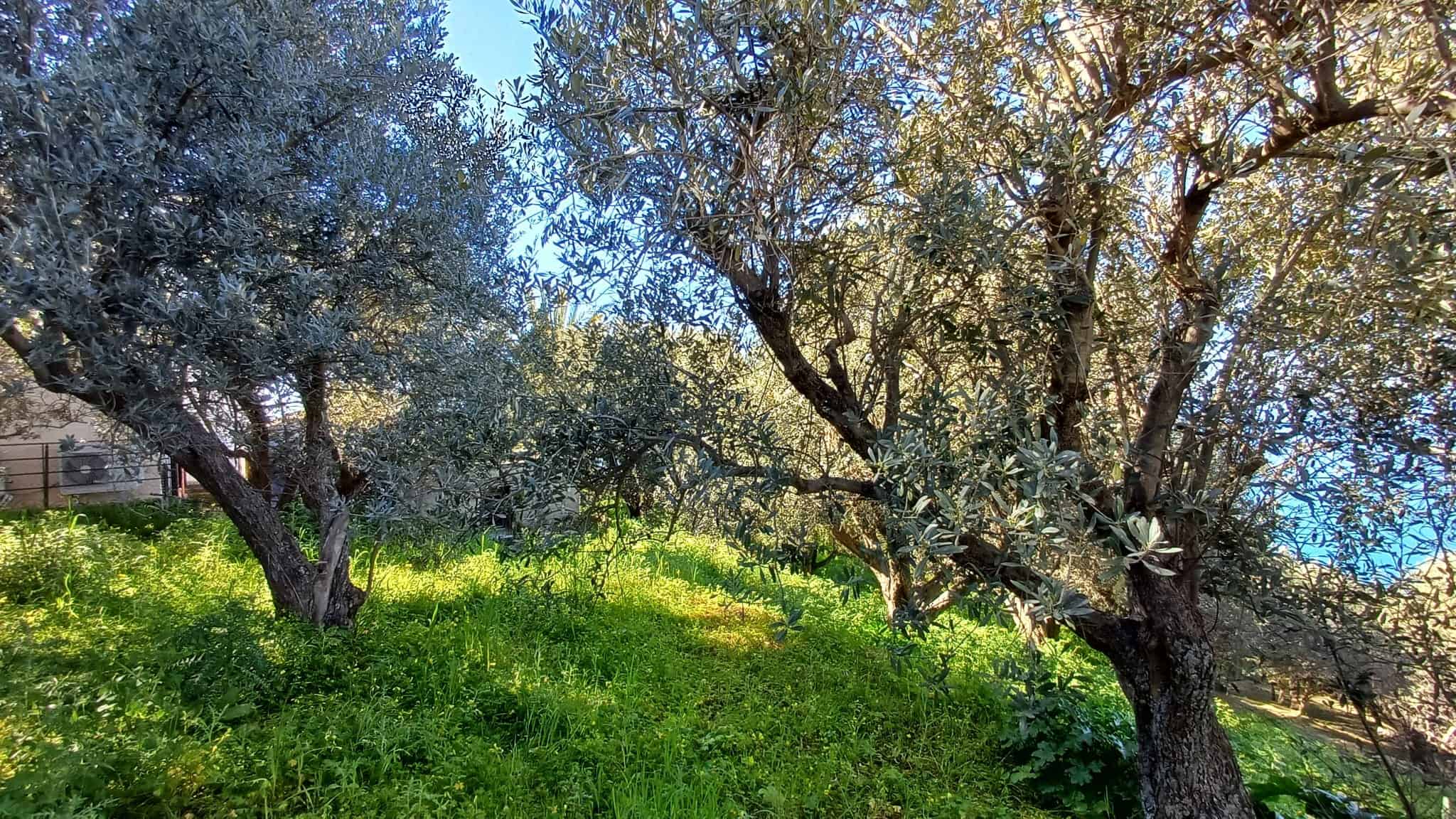 Olive trees in a lush green garden under a clear blue sky, ideal for a peaceful countryside home in Italy.