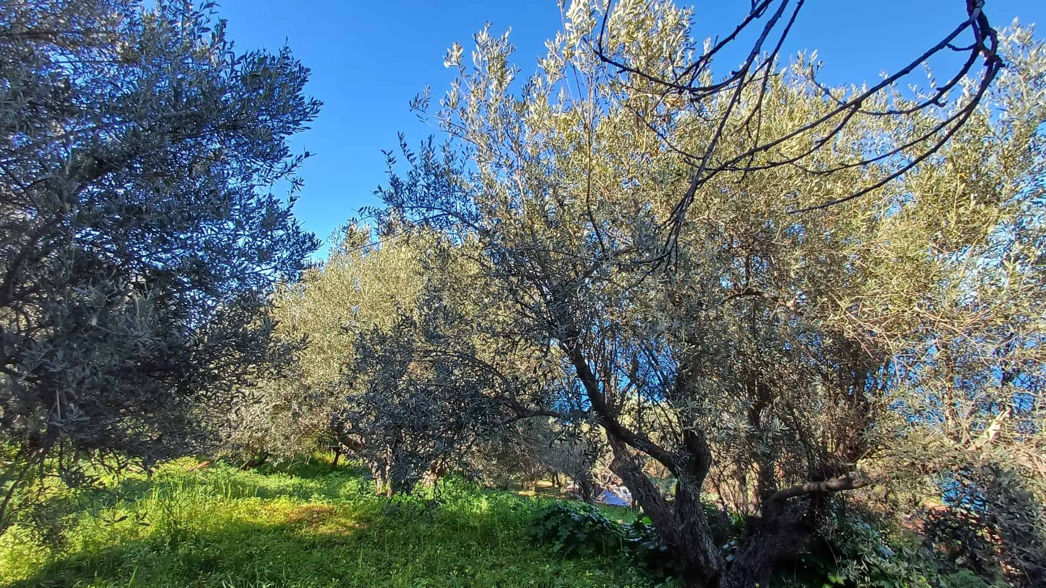 Albero di ulivo secolare in un paesaggio naturale soleggiato con cielo azzurro e vegetazione verdeggiante, rappresentando la bellezza della campagna italiana.