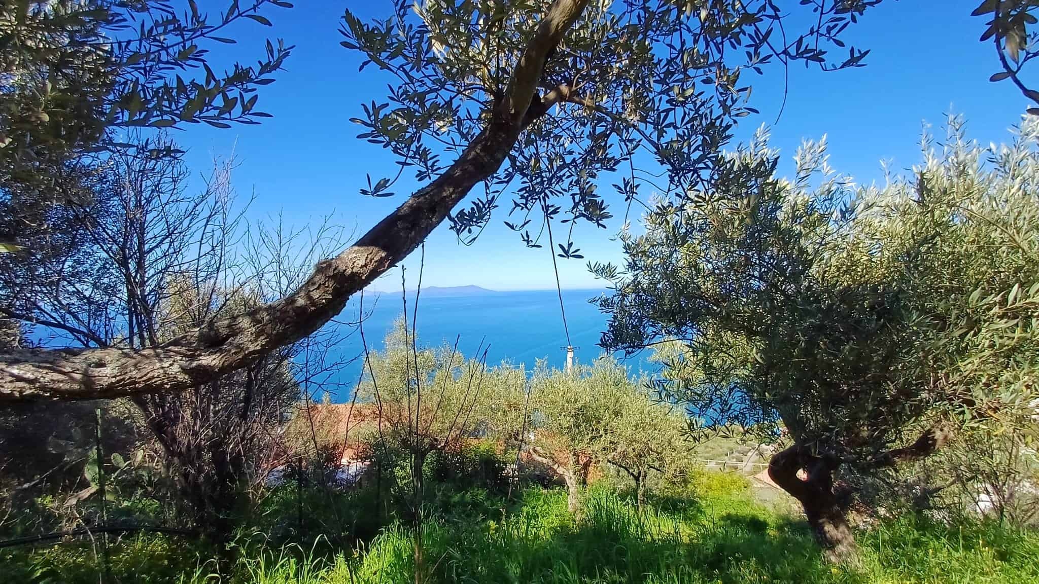 Vista panoramica di un paesaggio naturale con alberi e mare in lontananza, ambiente tranquillo e suggestivo.