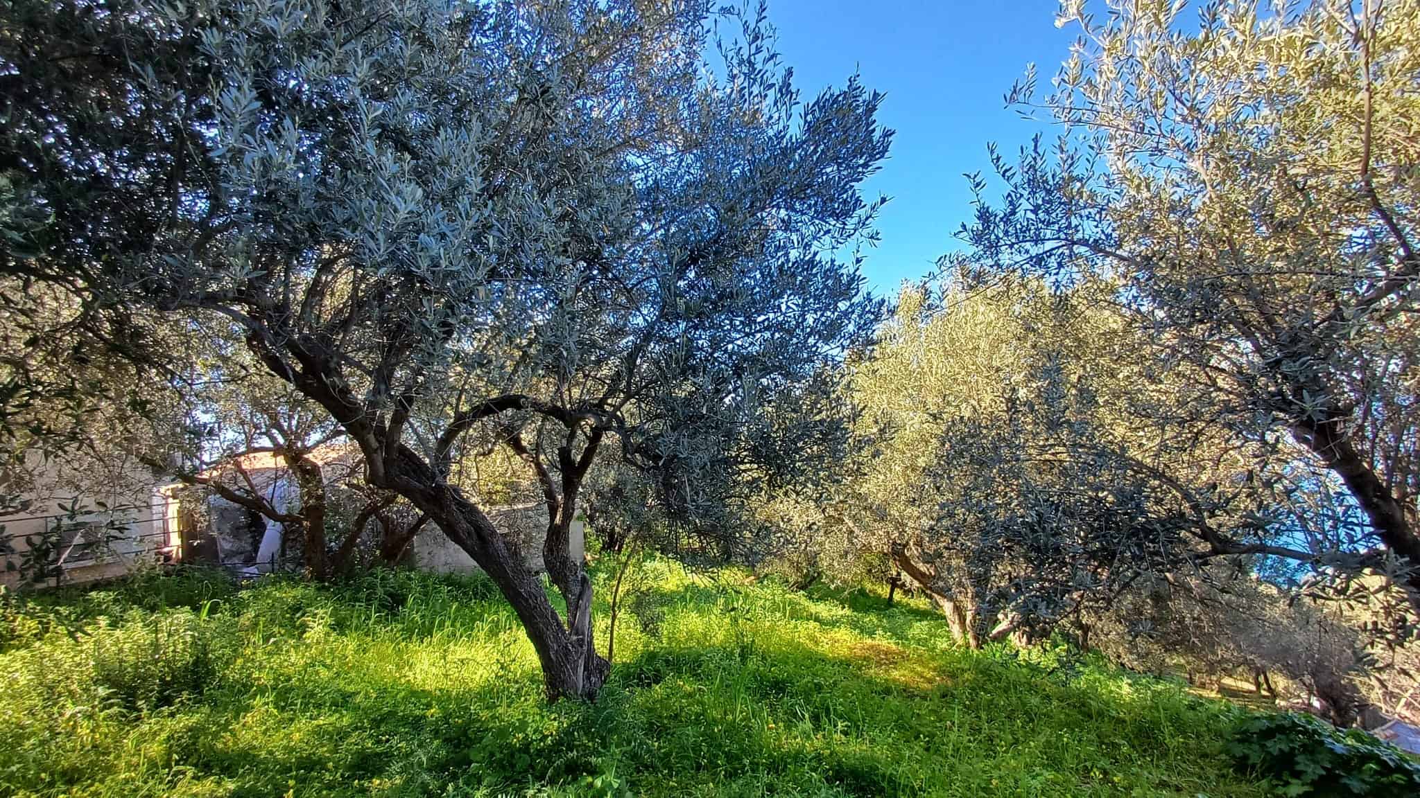 Olive trees in a lush green landscape under a clear blue sky, representing a serene rural setting ideal for countryside living or agricultural investment.