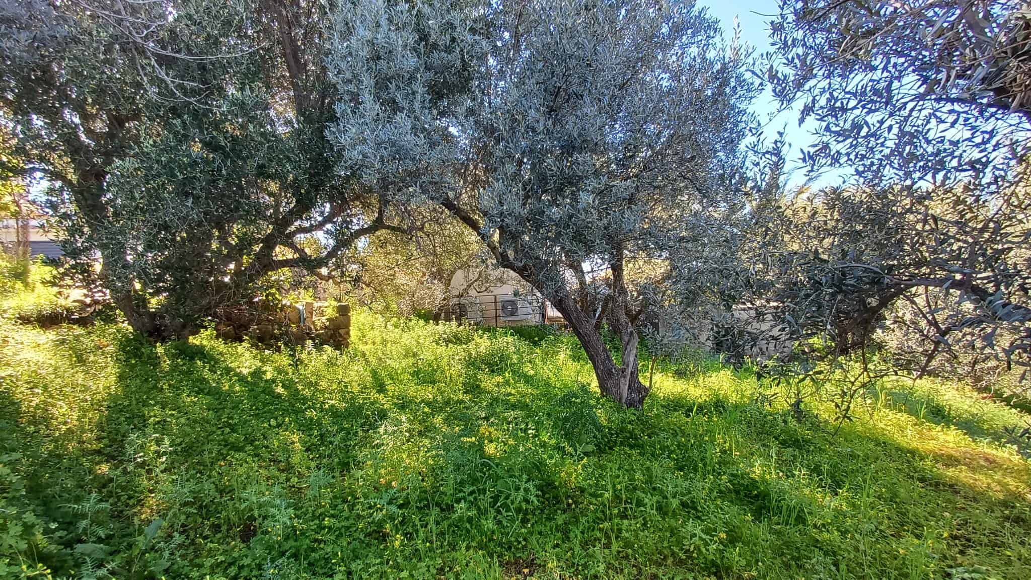 Albero di ulivo secolare in un giardino mediterraneo con erba verde e luce solare naturale, ideale per immagini di paesaggi rurali e agricoltura sostenibile in Italia.