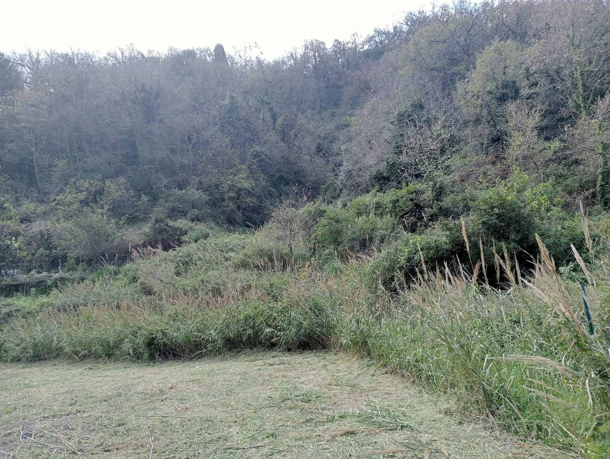 Prato verde e cespugli lungo un corso d'acqua in un'area naturale, con colline e alberi sullo sfondo, in una scena di paesaggio rurale.
