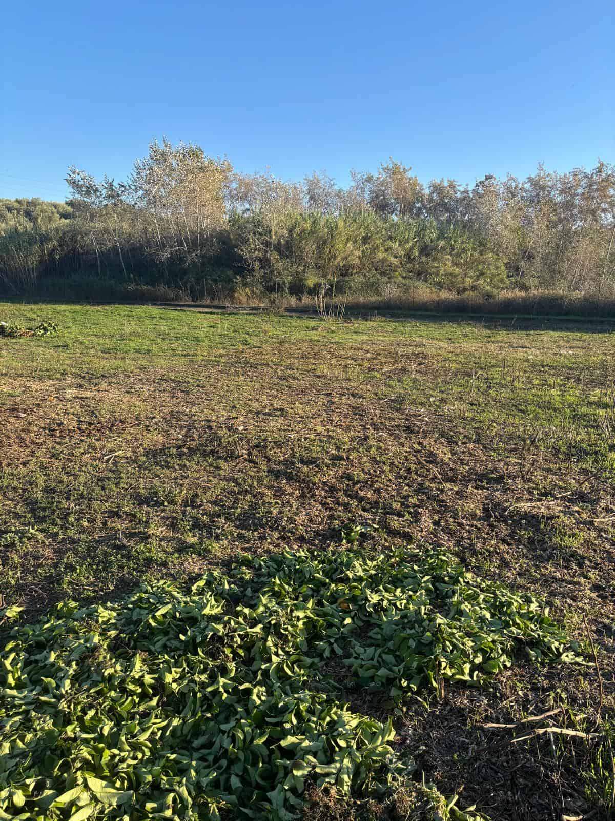 Terreno agricolo pianeggiante con vegetazione verde e alberi sullo sfondo, sotto un cielo azzurro, ideale per progetti di agricoltura o sviluppo immobiliare in Italia.