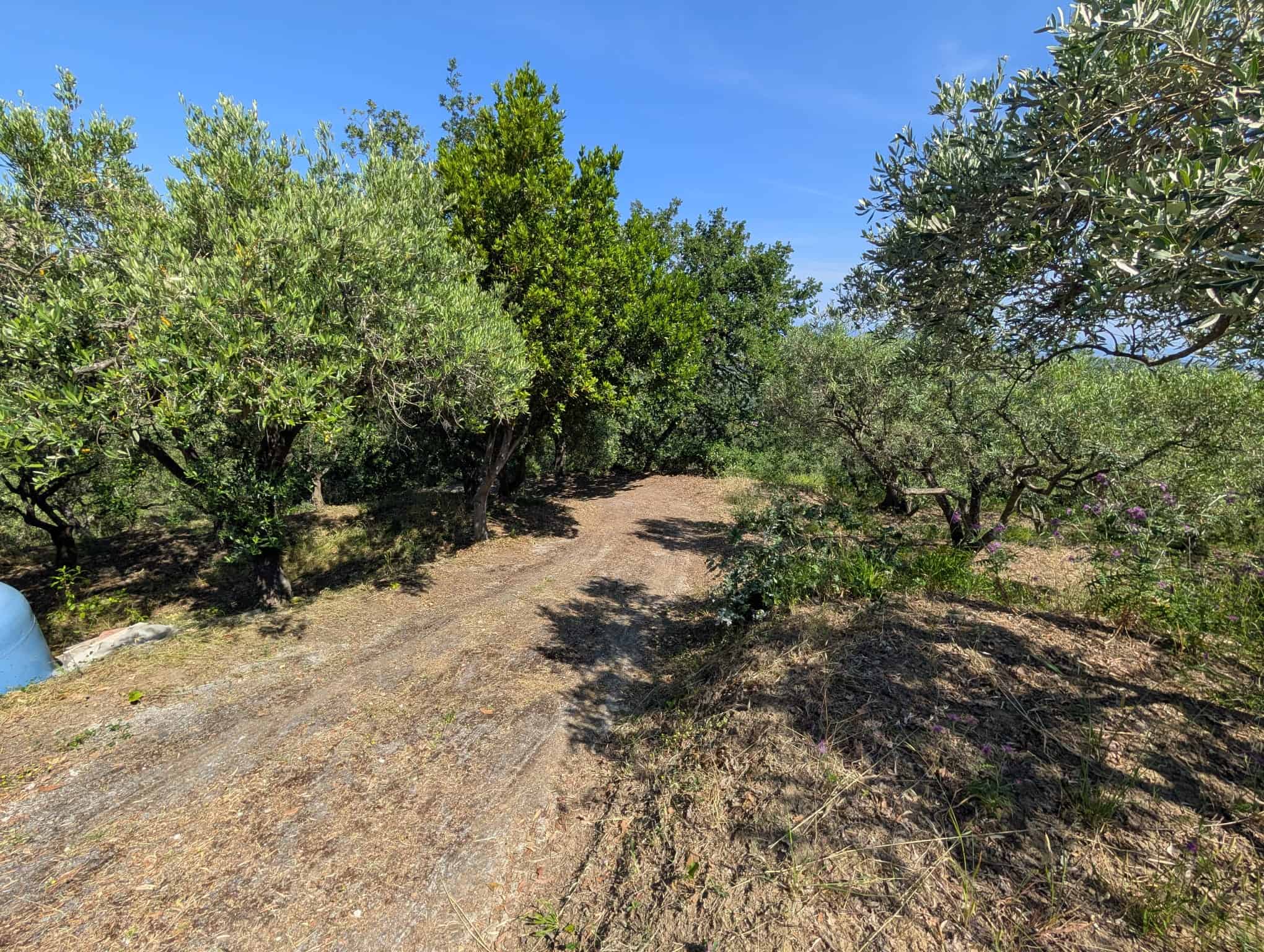 Arbore di ulivi e piante da frutto in un giardino soleggiato con terreno asciutto e cielo azzurro, ideale per agricoltura biologica e coltivazioni sostenibili.