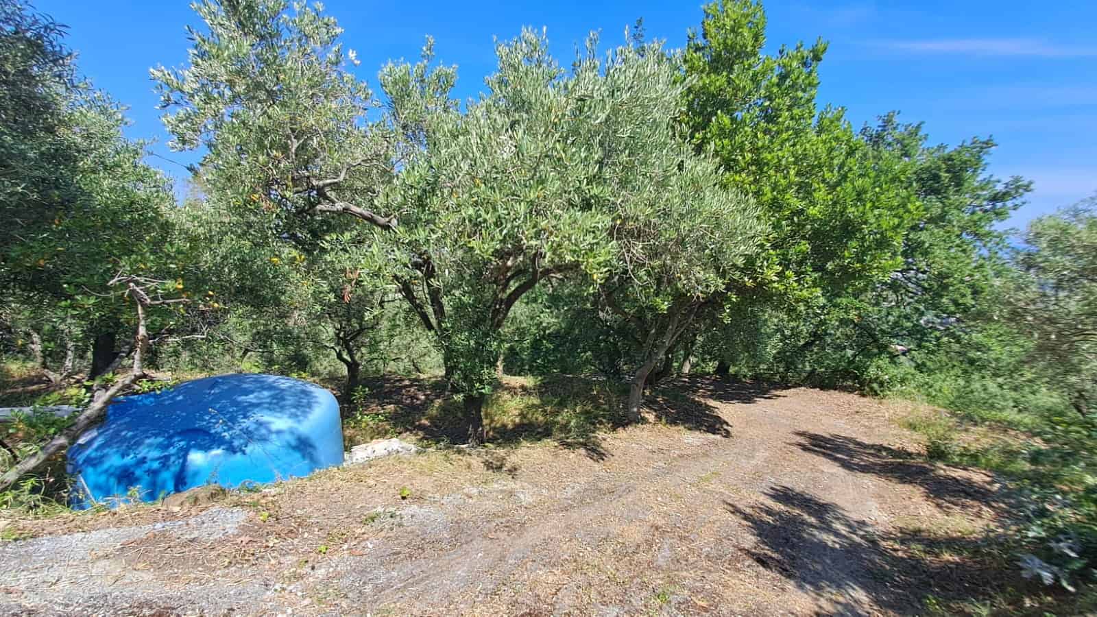 Piantagione di ulivi con alberi rigogliosi e un cielo azzurro, ideale per agricoltura biologica e turismo rurale in Italia.