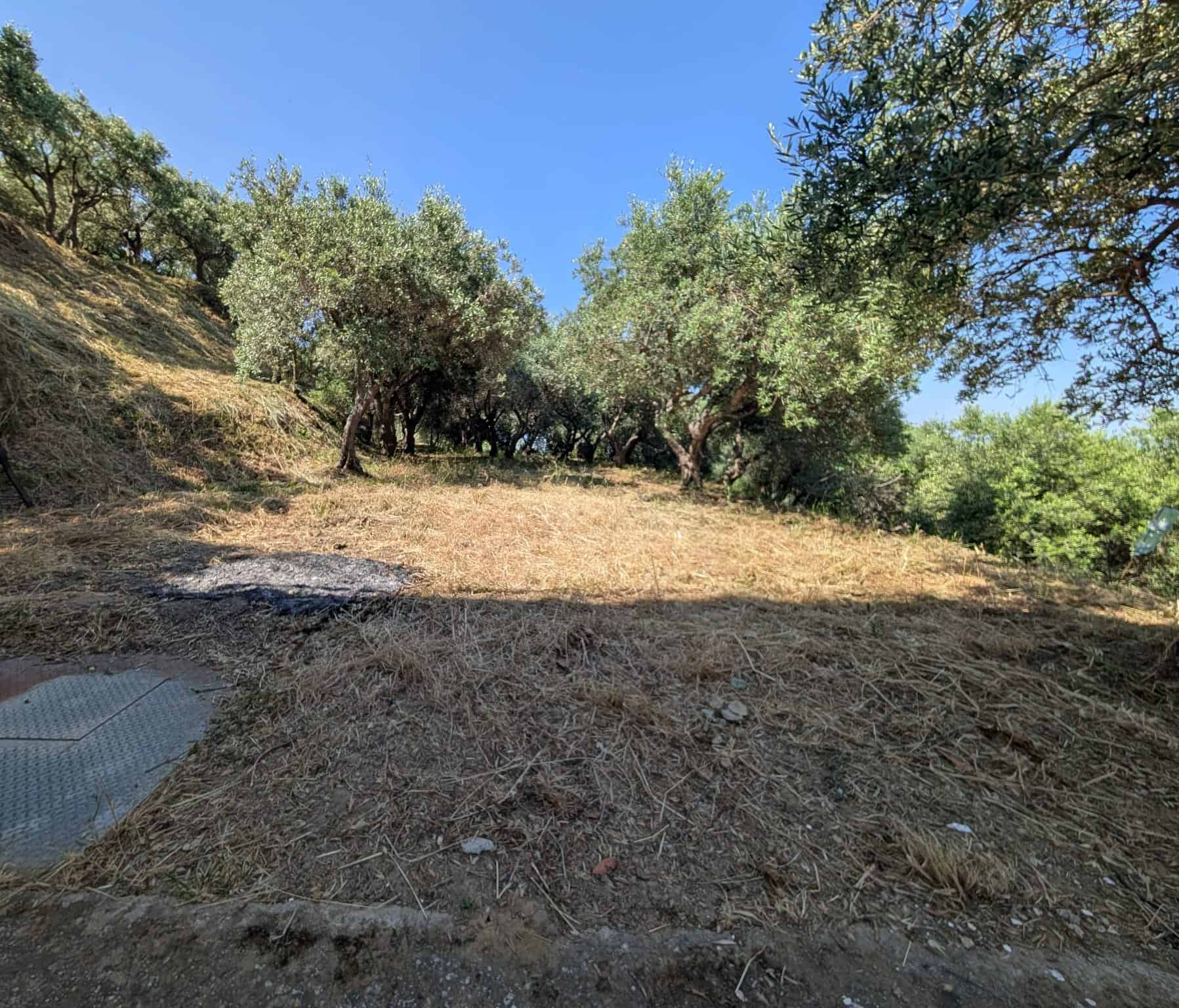 Terreno agricolo in pendenza con alberi di ulivo e cielo azzurro, ideale per investimento o agricoltura, situato in zona tranquilla e naturale.