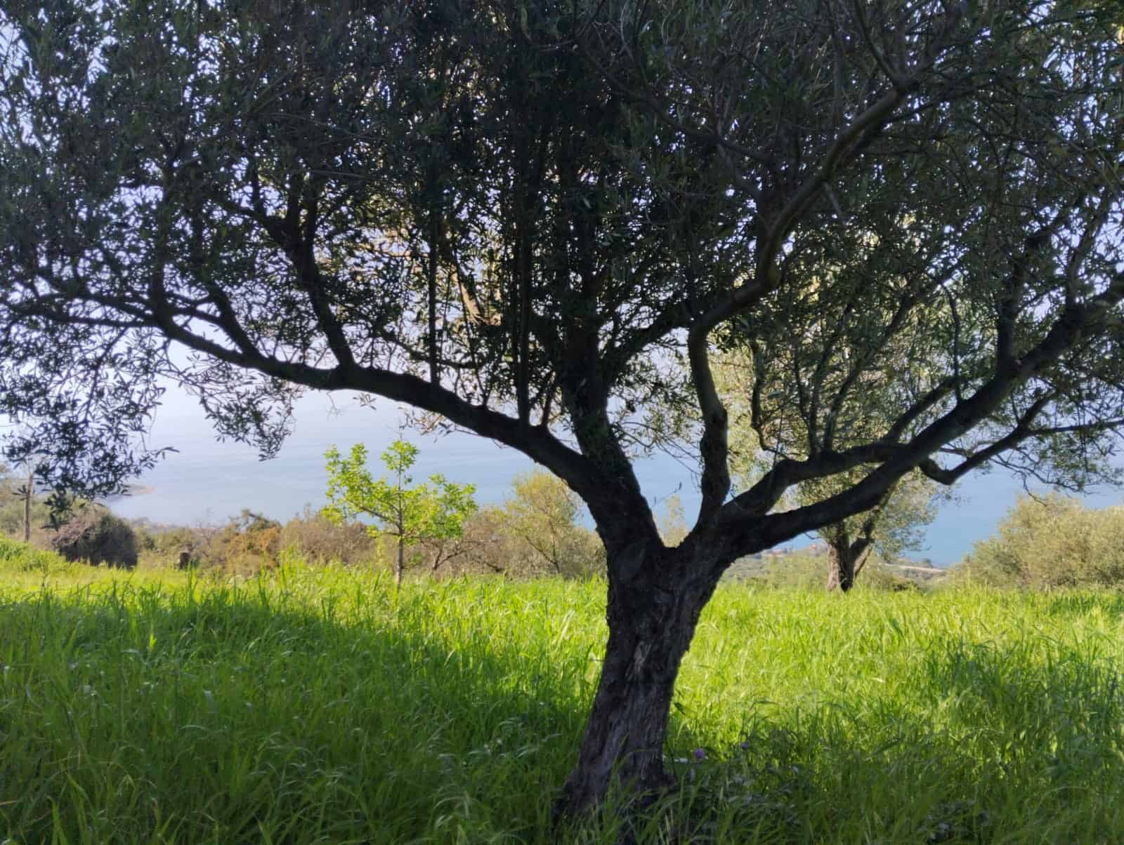 Un albero in un paesaggio naturale con erba verde e cielo azzurro, rappresenta un ambiente tranquillo e rigoglioso, ideale per promuovere immobili immersi nella natura o spazi verdi.