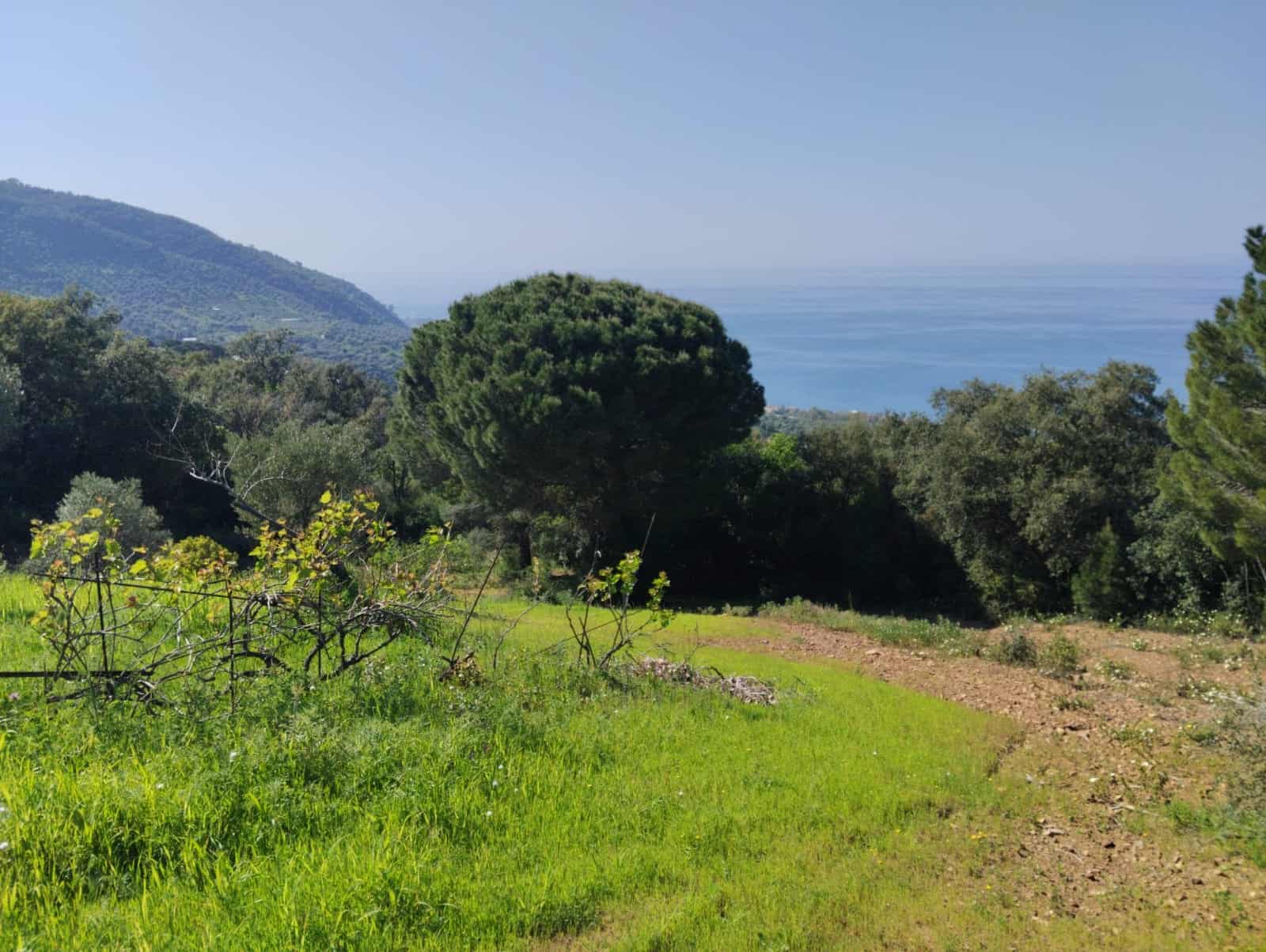 Paesaggio naturale con vigneti, alberi e vista mare in lontananza, ideale per agriturismi e case vacanza in Liguria, Italia.