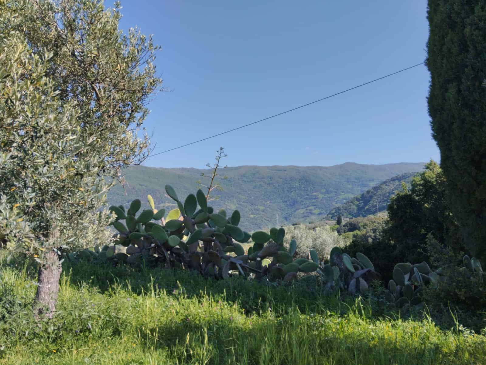 Vigneto e piante di fichi in un paesaggio naturale con montagne sullo sfondo, cielo sereno e vegetazione rigogliosa, rappresentando un ambiente rurale e tranquillo in Italia.