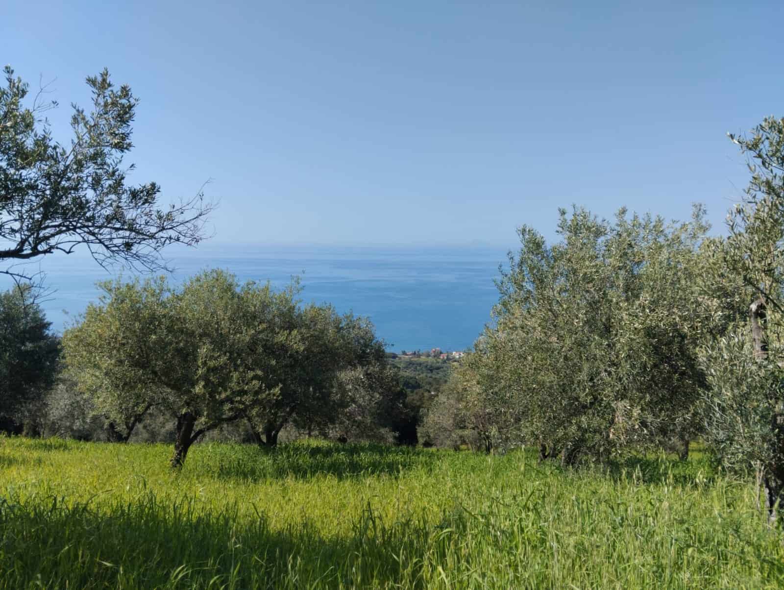 Vigneto con vista mare, alberi di ulivo e paesaggio naturale in Toscana, Italia, ideale per agriturismi e proprietà rurali.