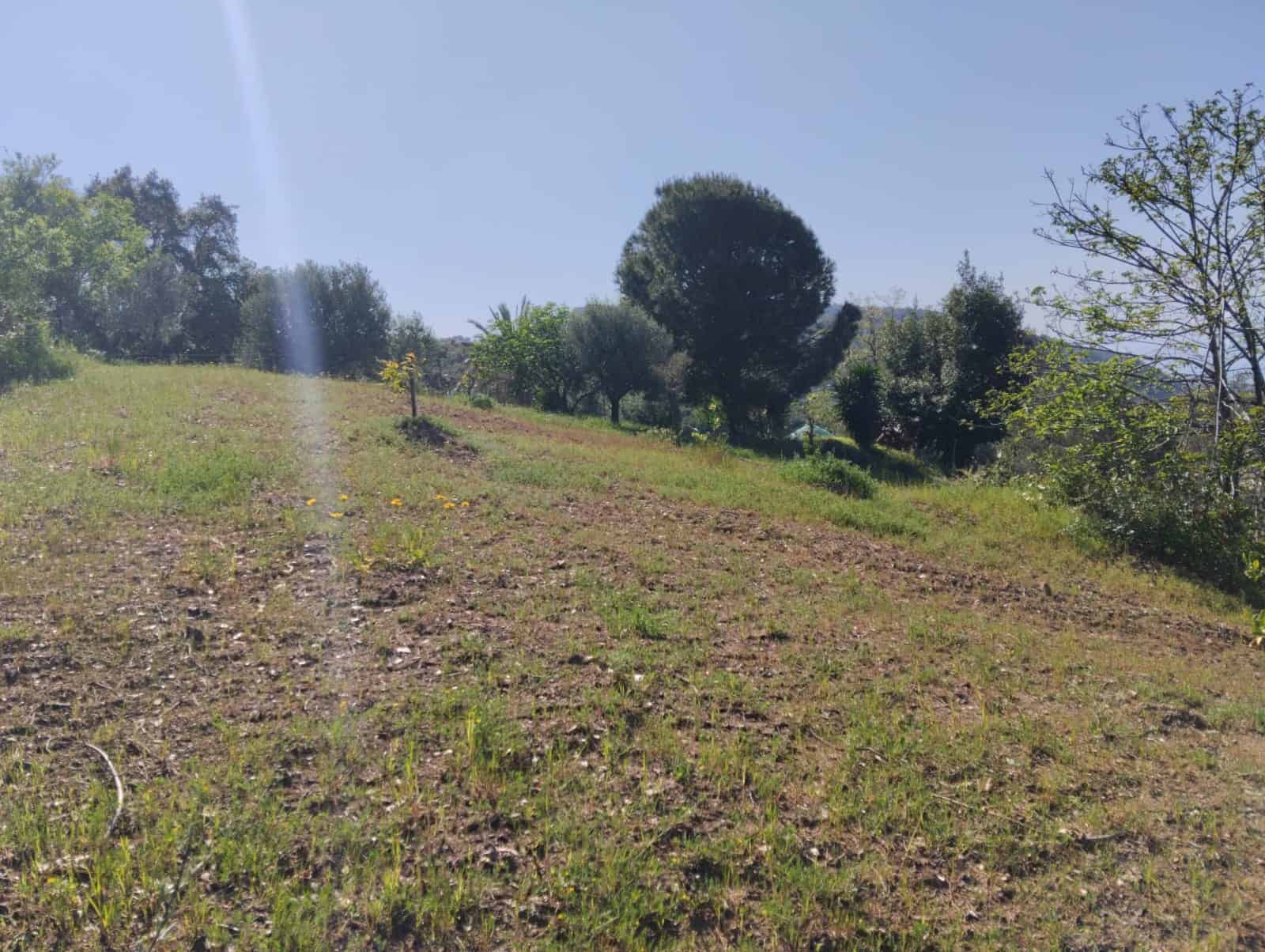 Terreno agricolo in collina con alberi e vegetazione, ideale per investimento o sviluppo immobiliare in zona tranquilla e panoramica.