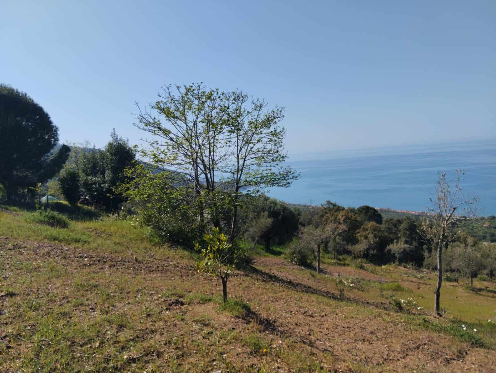 Vasta vista panoramica di un paesaggio naturale con alberi e vista sul mare, ideale per immobili e terreni in vendita in zona costiera.