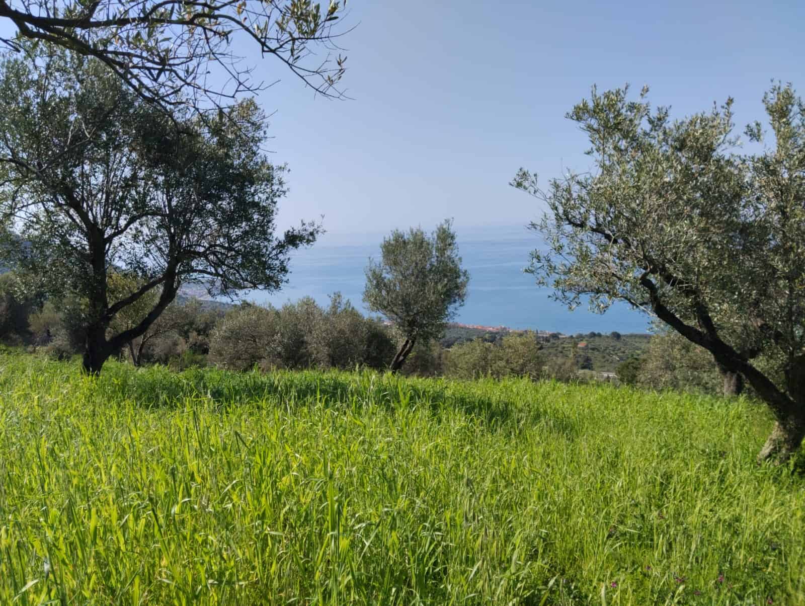 Piantagione di ulivi con vista sul mare, paesaggio rurale mediterraneo, natura incontaminata, agricoltura sostenibile, ideale per agriturismi e investimenti immobiliari in Italia.