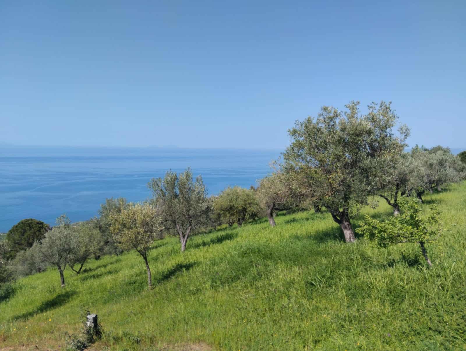 Olive grove su collina con vista mare, paesaggio rurale mediterraneo, natura e tranquillità, ideale per agriturismo o investimento immobiliare in Italia.