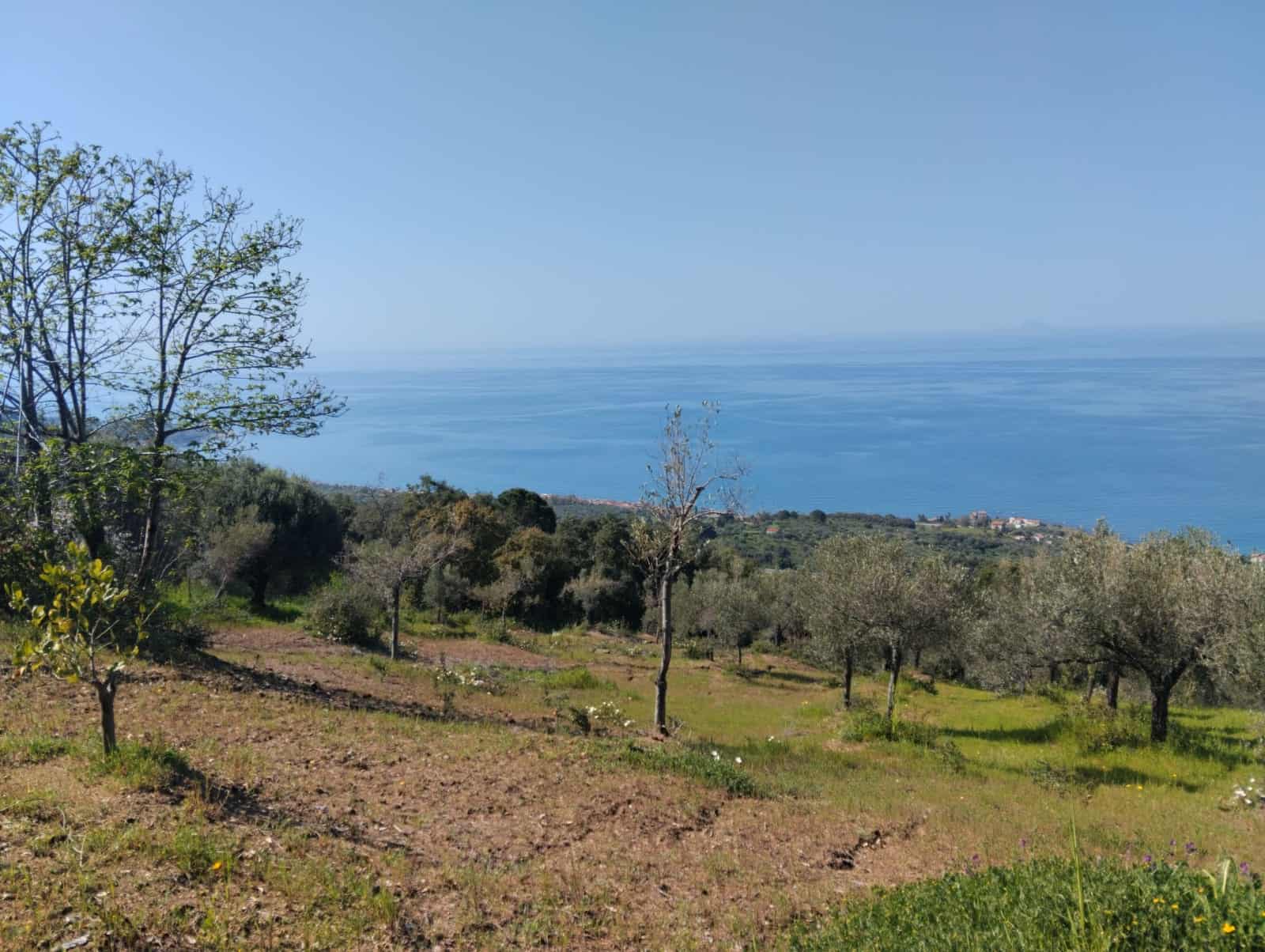 Pannello di terra con alberi e vista panoramica sul mare e sulla costa, ambiente naturale e tranquillo ideale per agricoltura o relax.