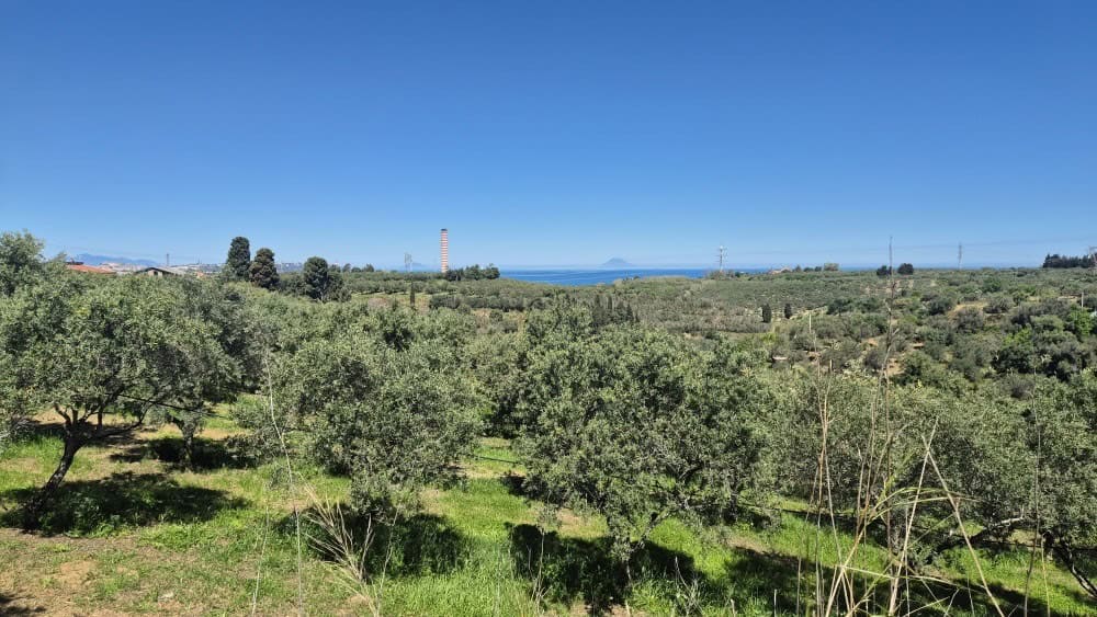 Ampia veduta di un paesaggio rurale con alberi di ulivo, cielo sereno e vista sul mare in lontananza, ideale per immobili e terreni agricoli in vendita o affitto in Italia.