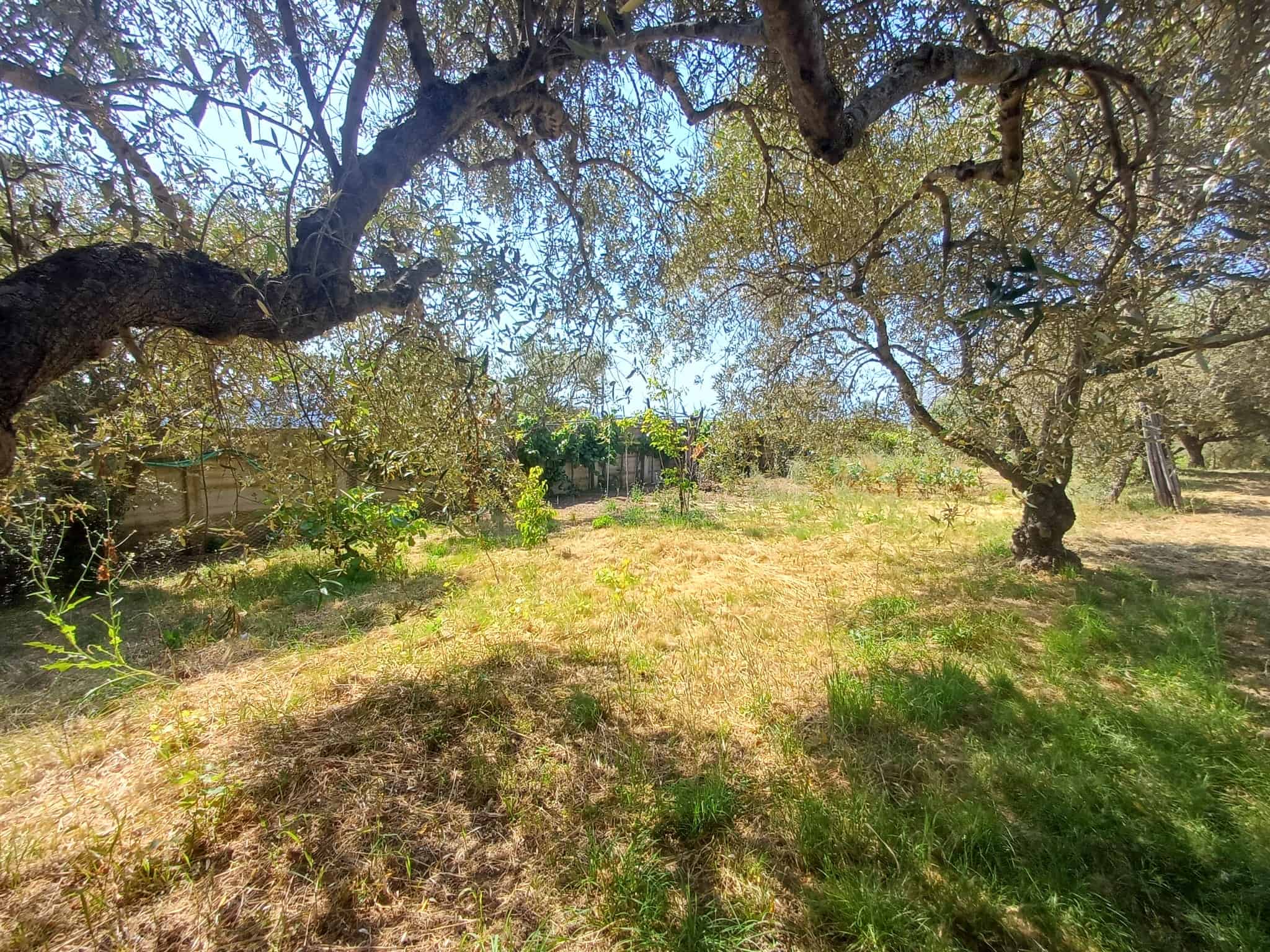 Piantagione di ulivi in campagna con alberi secolari e terreno coltivabile, ideale per agricoltura biologica e produzione di olio extravergine di oliva. Ambiente rurale tranquillo e naturale.