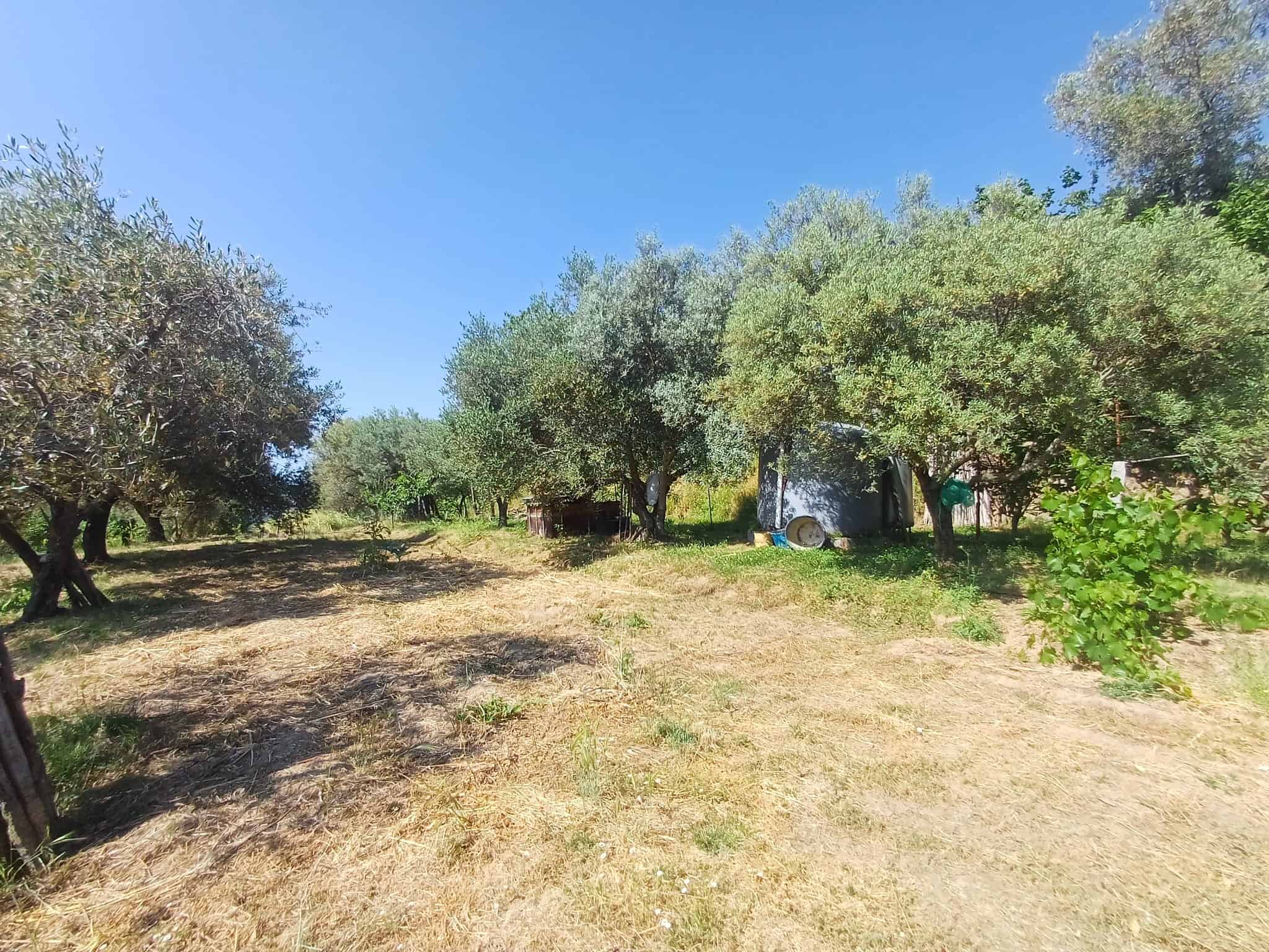 Ampia area verde con alberi e spazio aperto, ideale per giardino o orto, con piccola struttura in legno e vegetazione rigogliosa, sotto un cielo sereno e luminoso.