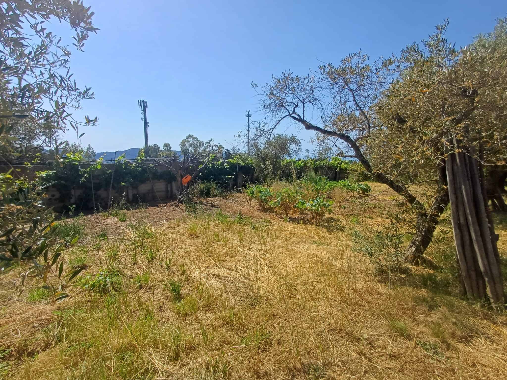 Ampia area di terreno agricolo con alberi e vegetazione naturale, ideale per orti o progetti di agricoltura sostenibile, situata in una zona tranquilla e soleggiata.