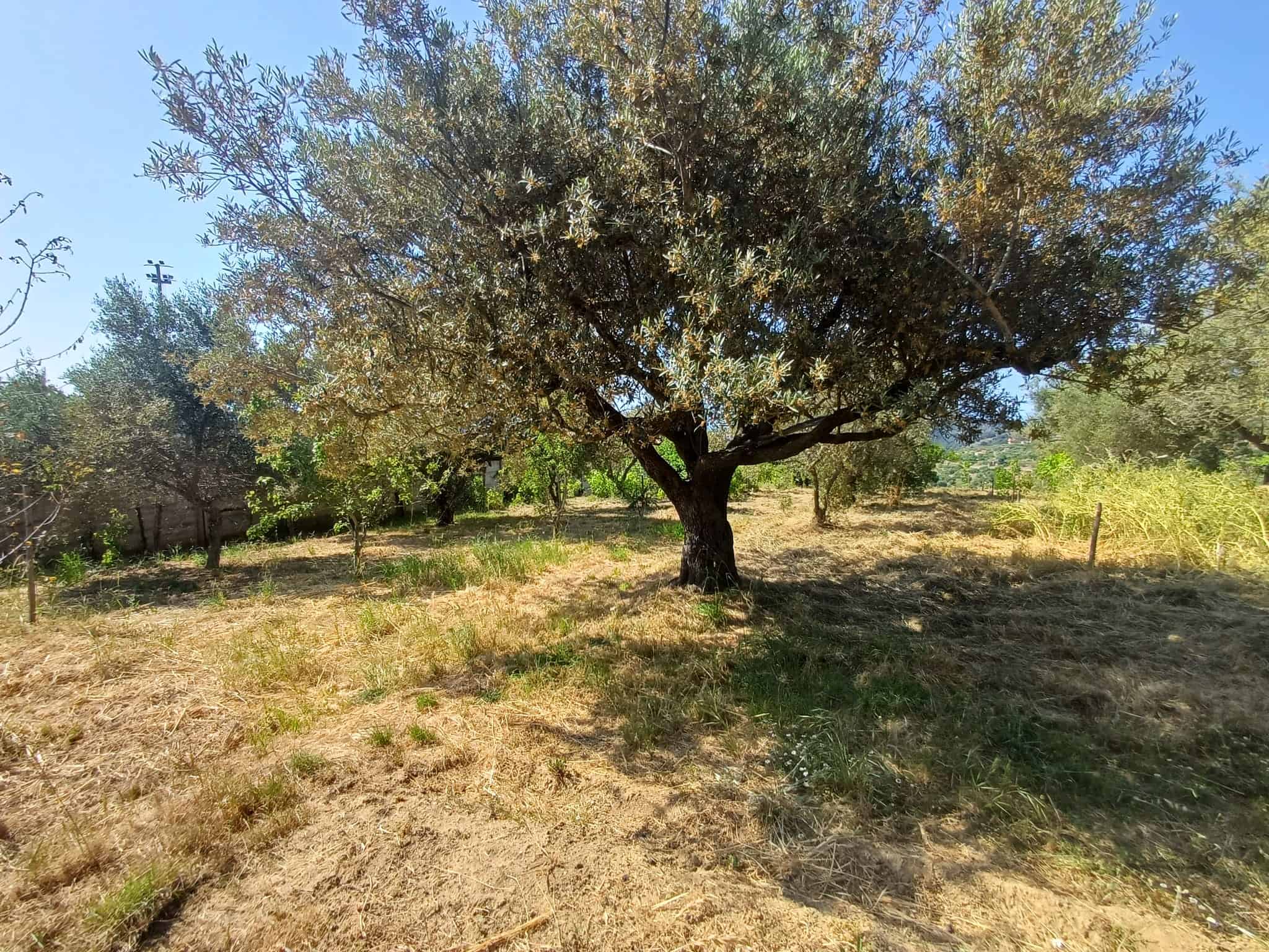 Albero di ulivo secolare in un giardino soleggiato, con erba secca e piante verdi sullo sfondo, ideale per proprietà rurali o terreni agricoli in vendita o affitto.