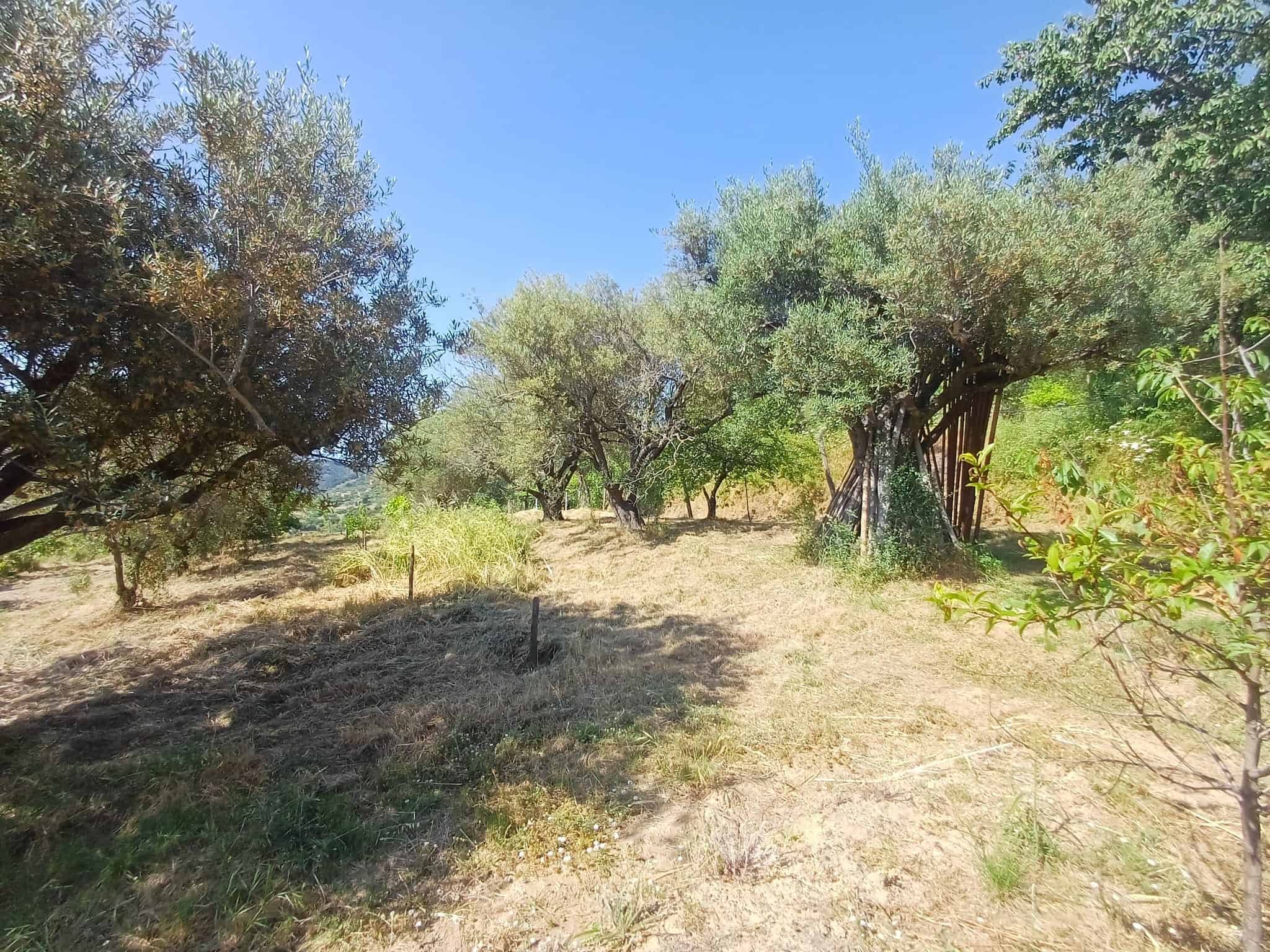Vigneto con alberi di ulivo e terreno agricolo soleggiato sotto un cielo azzurro, ideale per coltivazioni biologiche e progetti di agricoltura sostenibile in Italia.