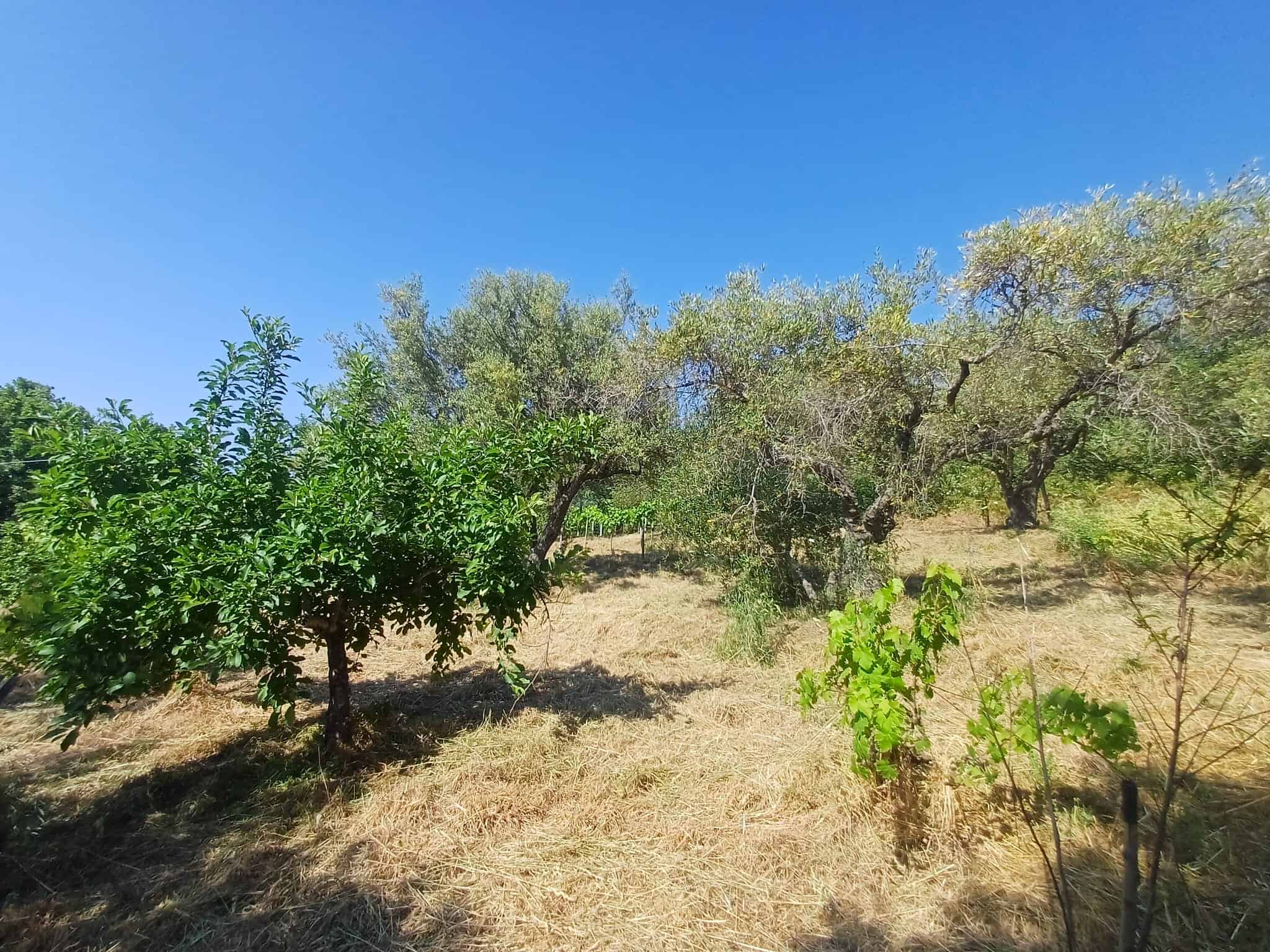 Albero di ulivo e piante da frutto in un paesaggio rurale soleggiato con cielo azzurro, ideale per immagini di agricoltura sostenibile e vita all'aperto in Italia.