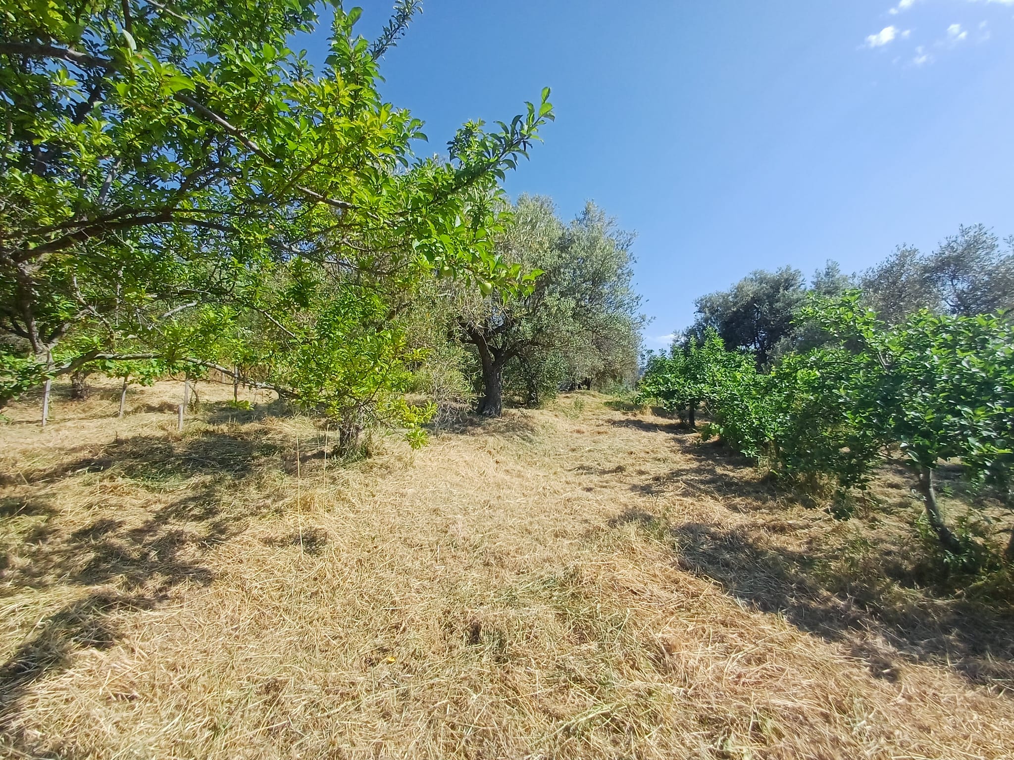 Piantagione di alberi da frutto sotto un cielo sereno, con terreno asciutto e vegetazione verde, ideale per agricoltura biologica e coltivazioni sostenibili in Italia.