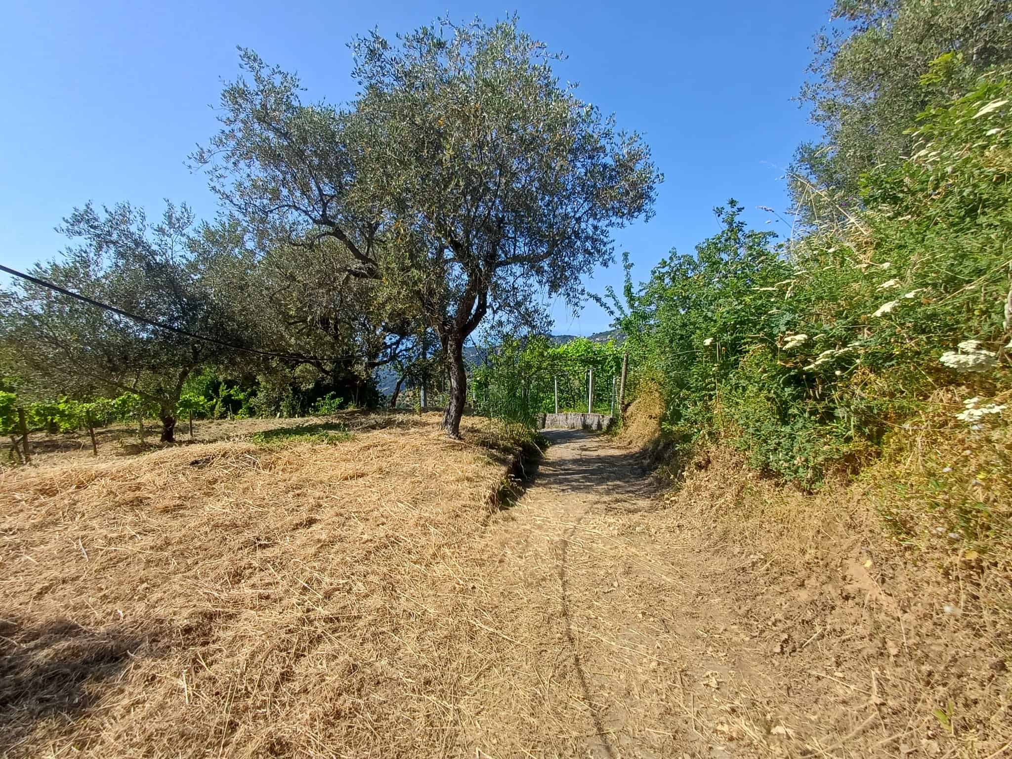 Sentiero sterrato tra alberi e cespugli in campagna, con cielo azzurro e sole, ideale per passeggiate e escursioni nella natura.