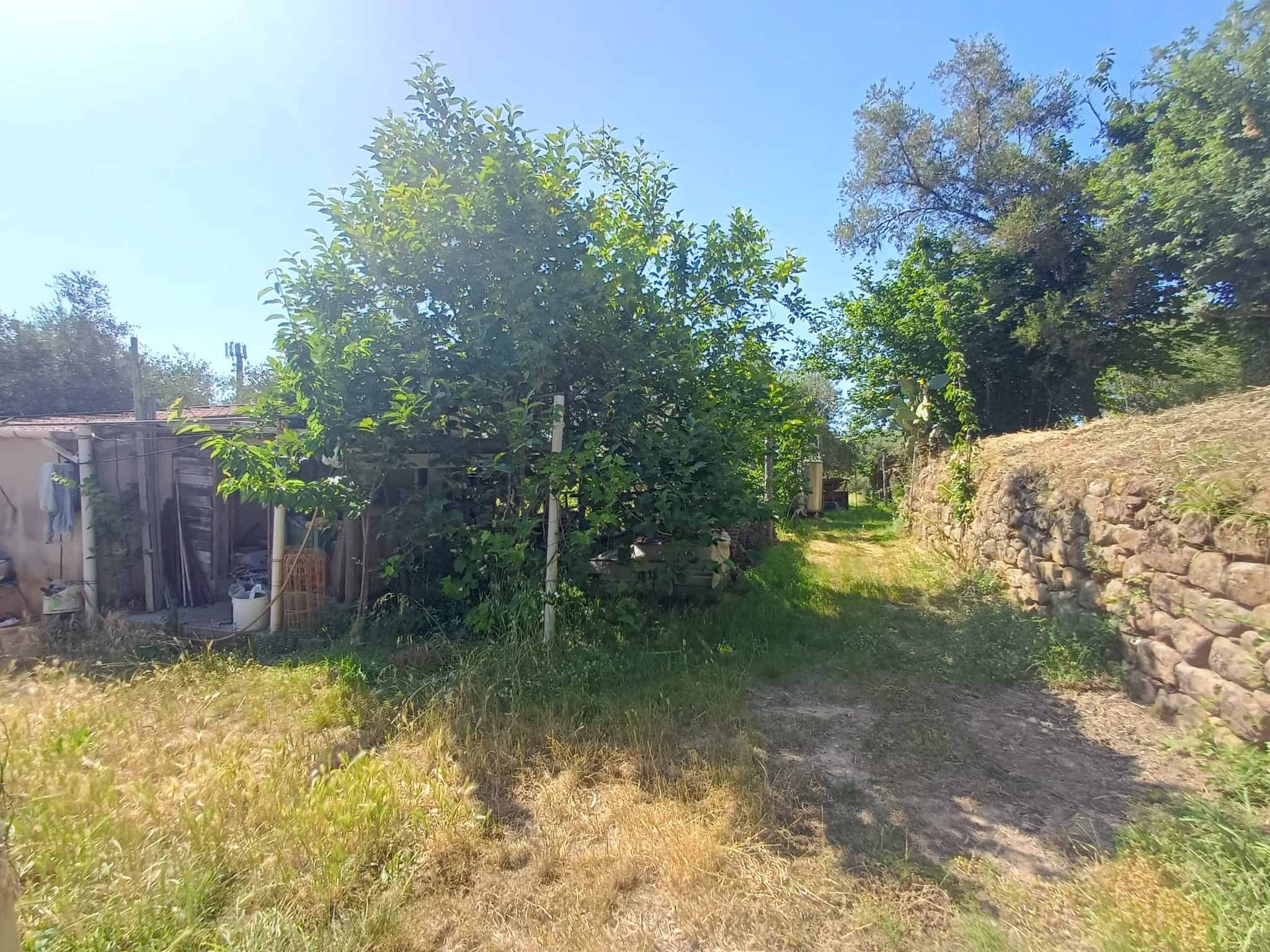Un giardino con alberi e un sentiero sterrato, recintato con una parete di pietra e una recinzione in legno, sotto un cielo sereno e soleggiato.